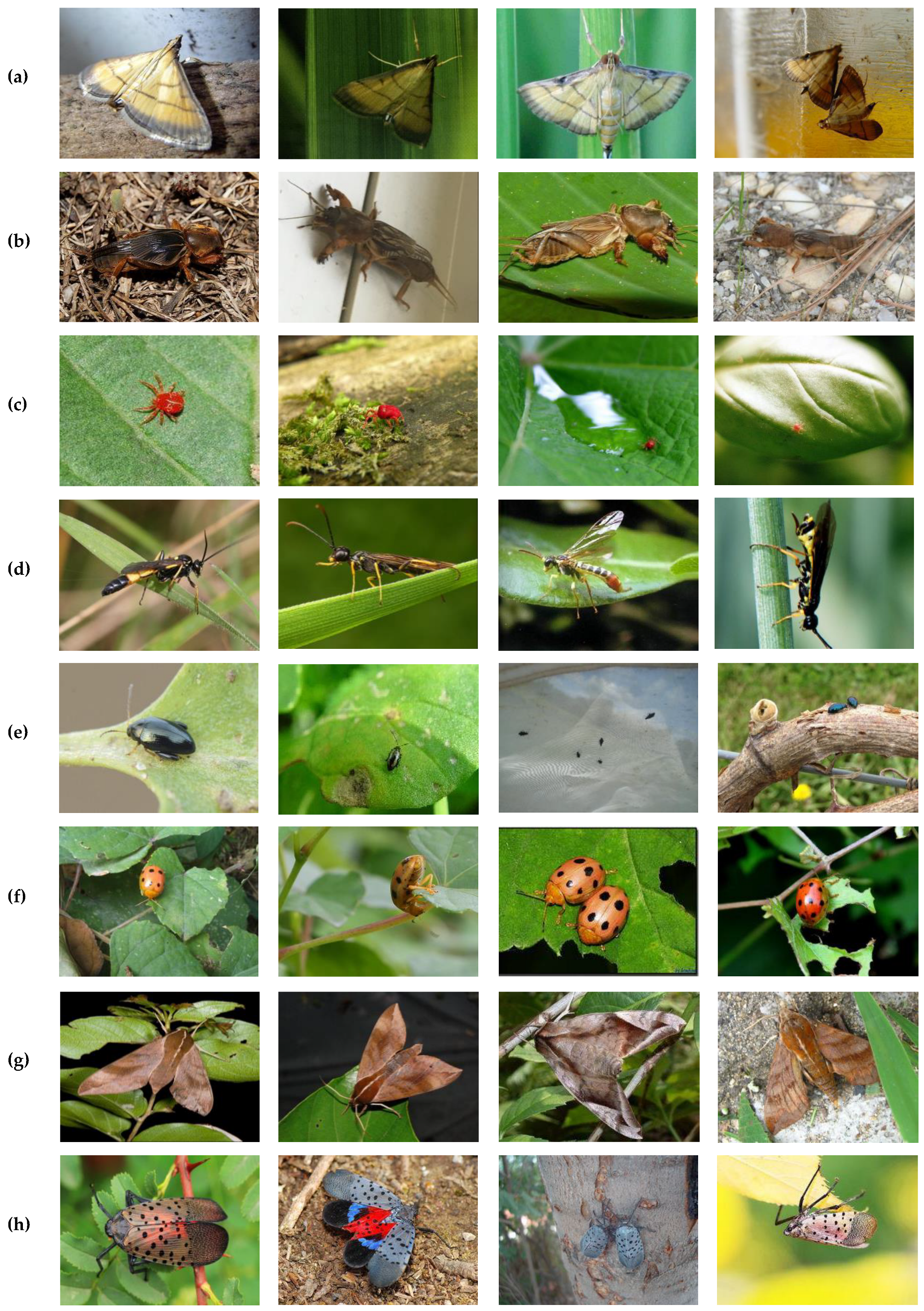 Agronomy 13 01779 g009