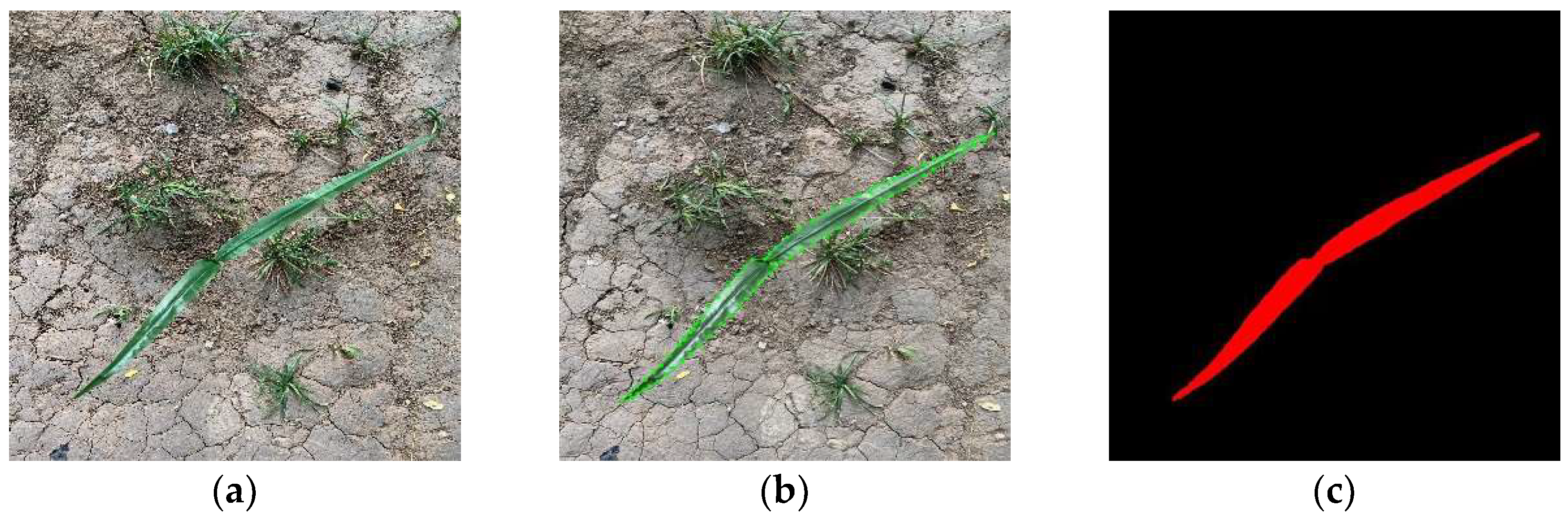 Agronomy 13 01846 g001