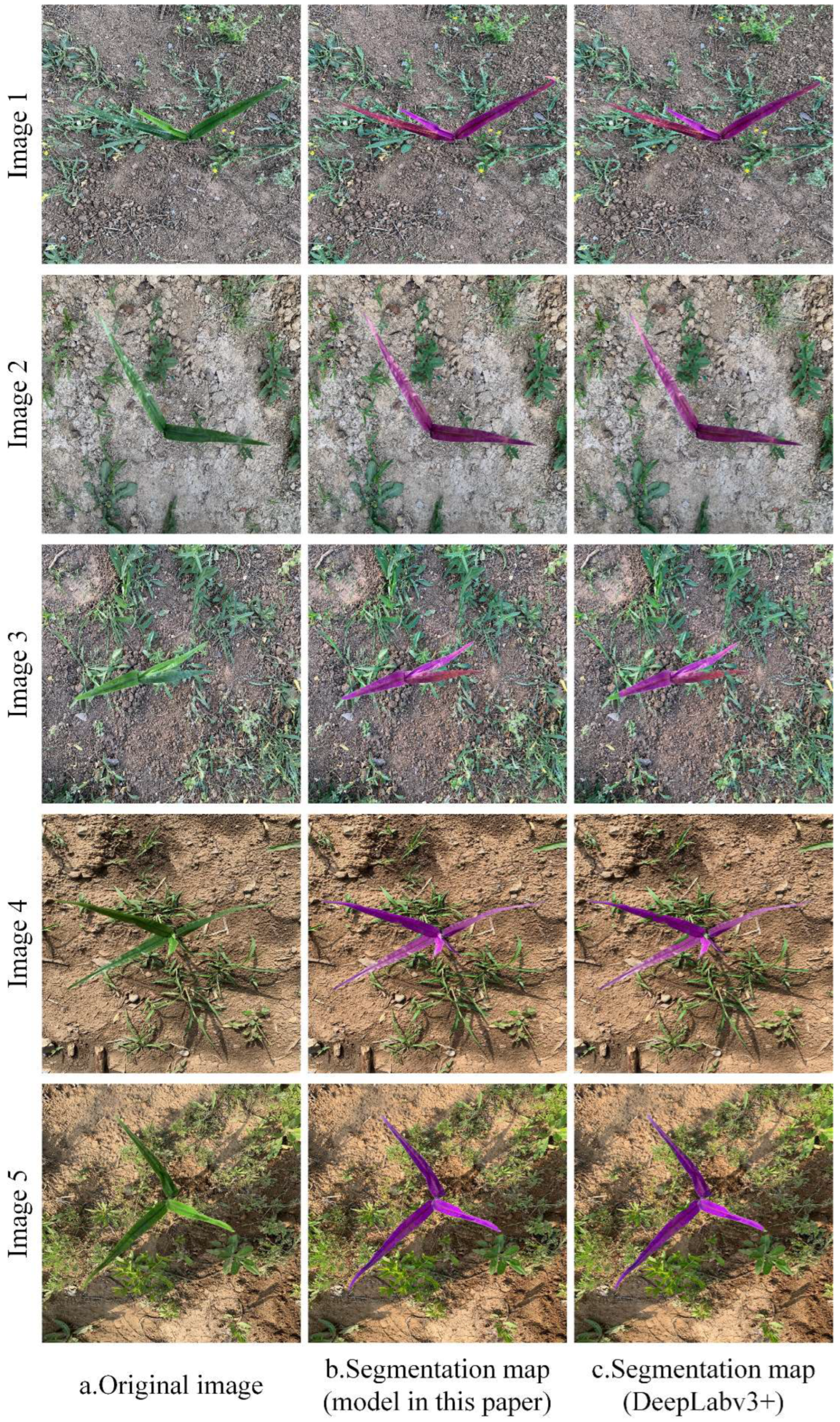 Agronomy 13 01846 g009