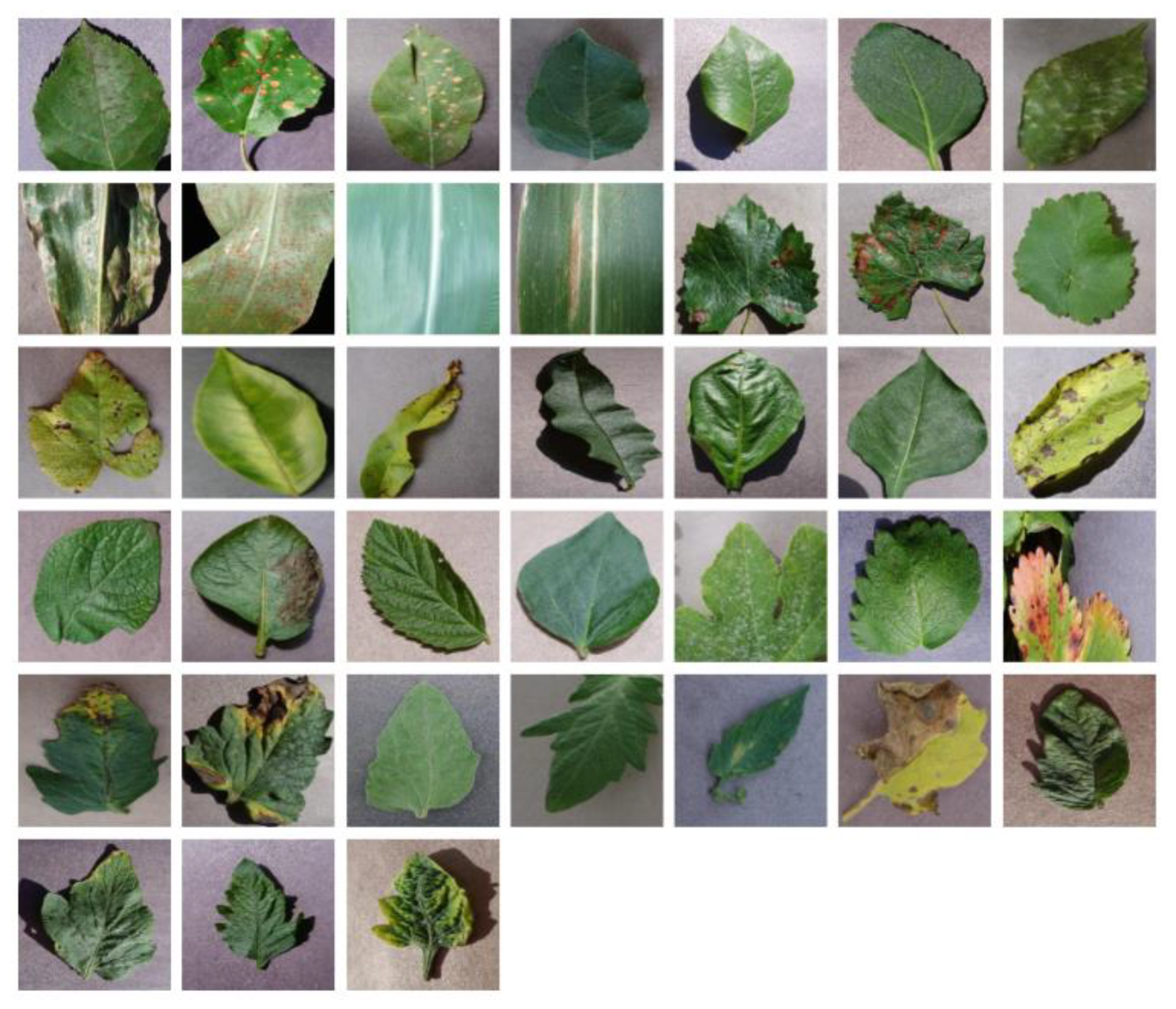 Agronomy 13 01849 g005