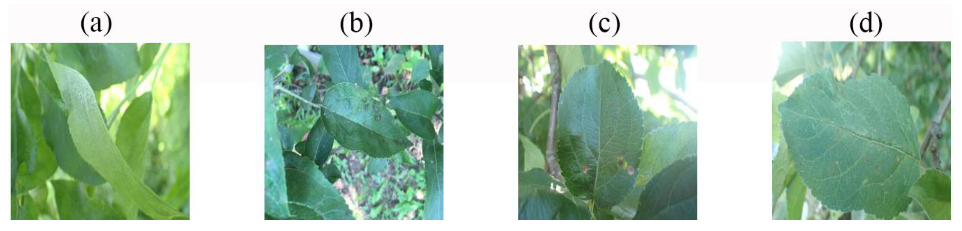 Agronomy 13 01849 g013