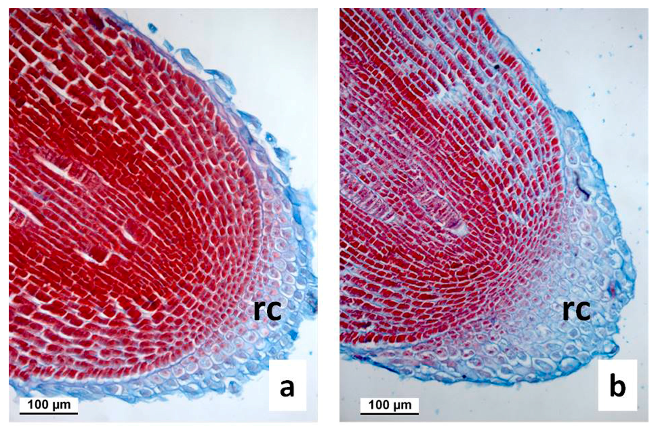 Agronomy 13 01857 g002