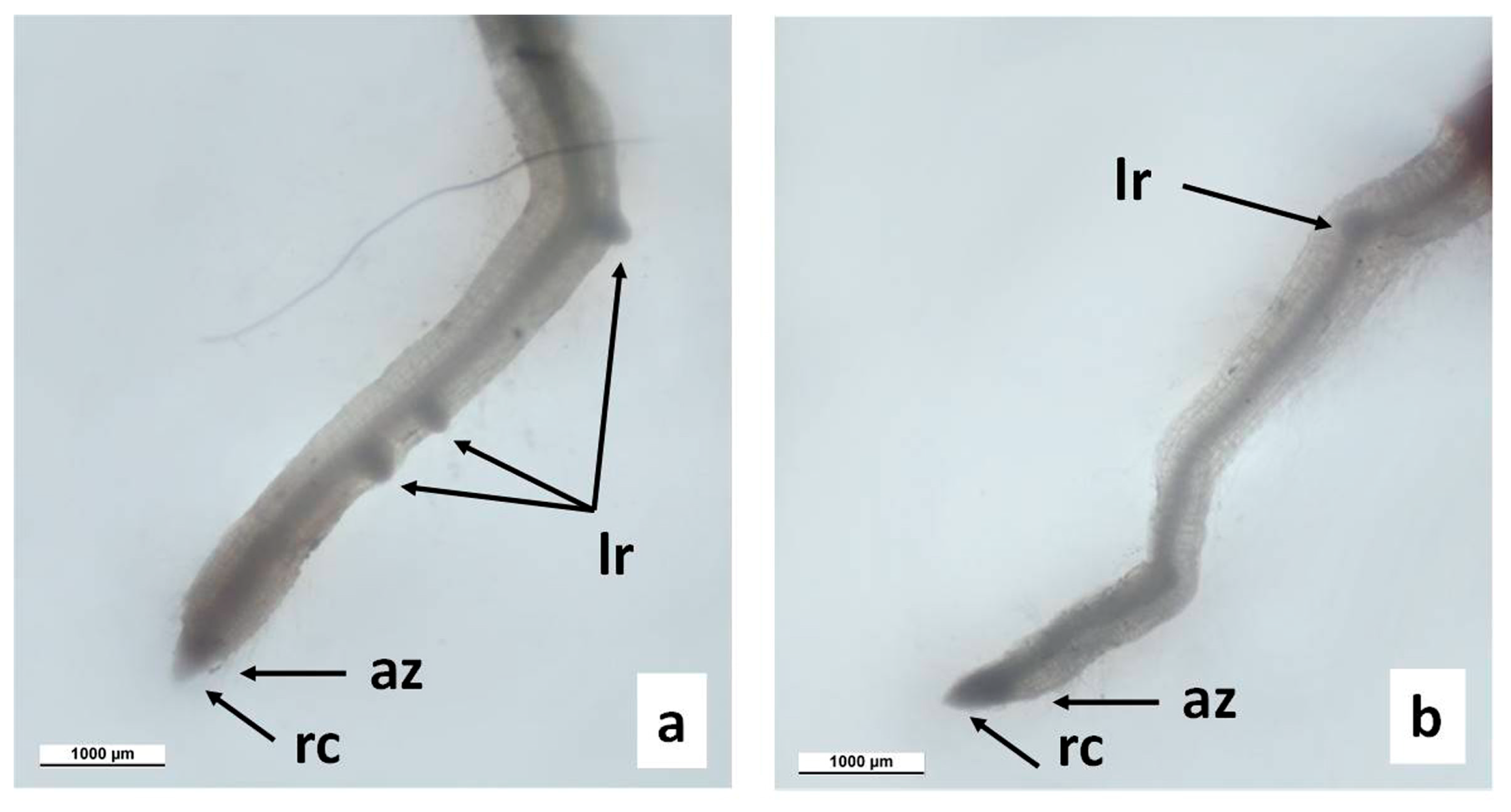 Agronomy 13 01857 g003