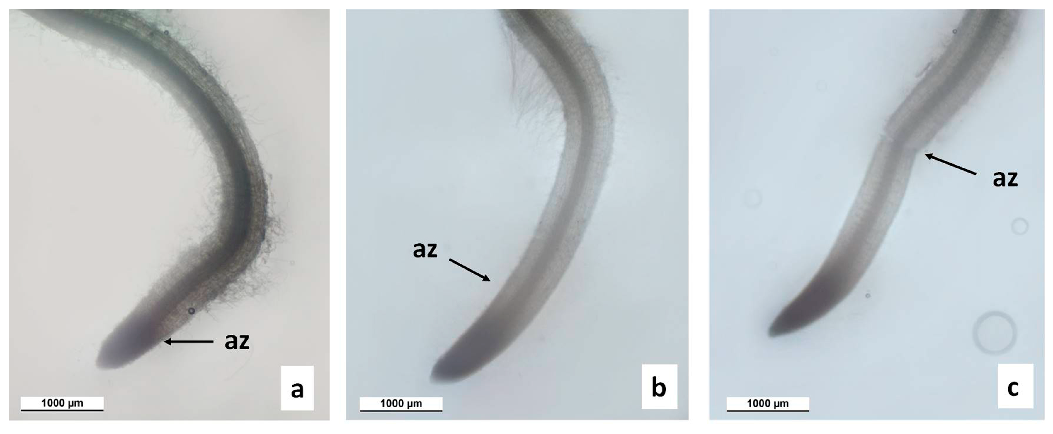 Agronomy 13 01857 g004