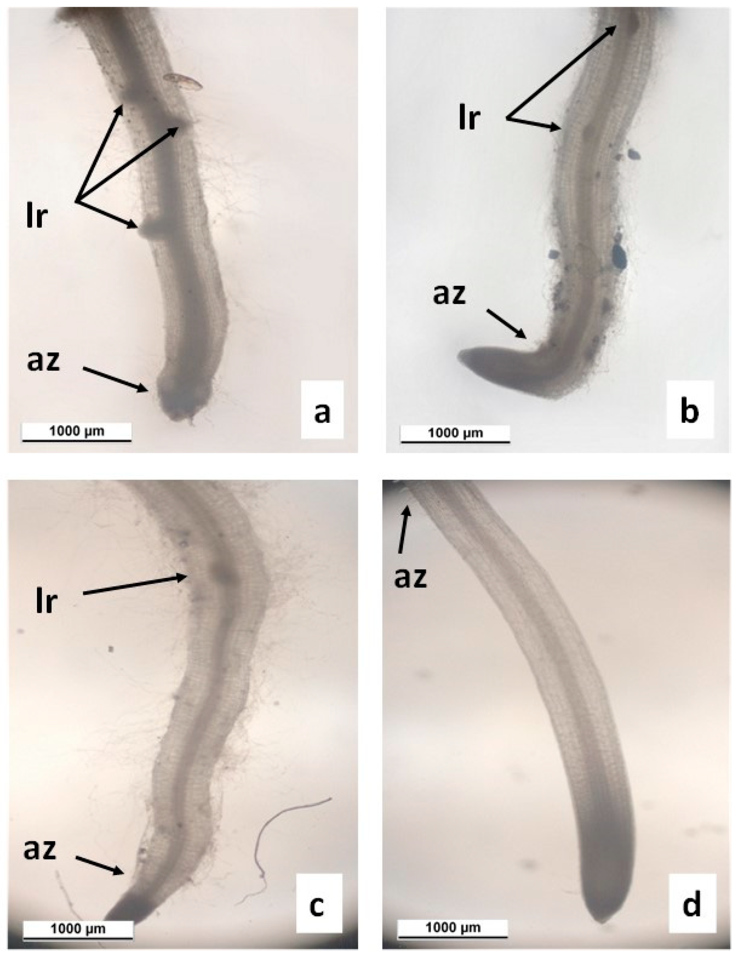 Agronomy 13 01857 g005