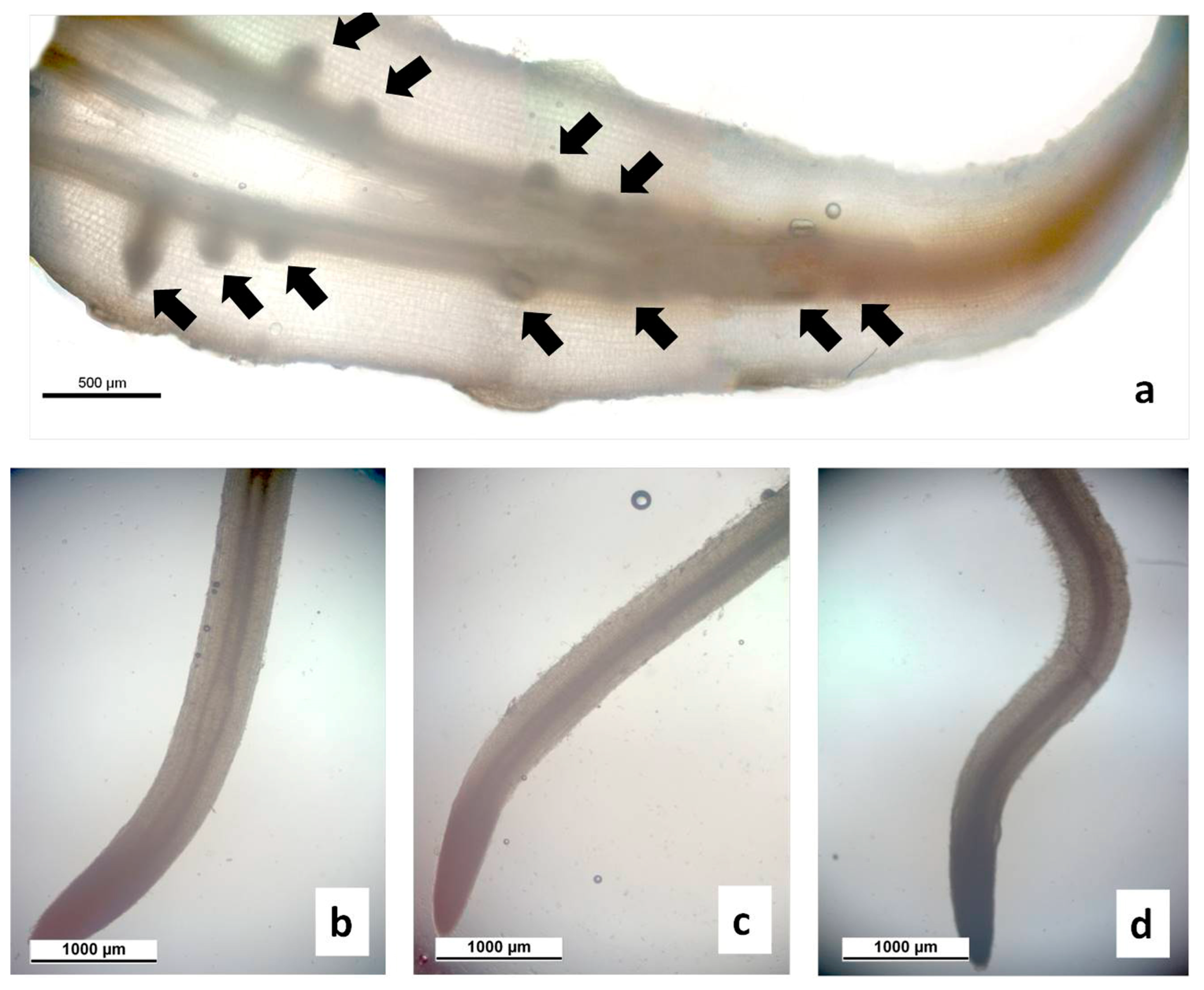 Agronomy 13 01857 g006