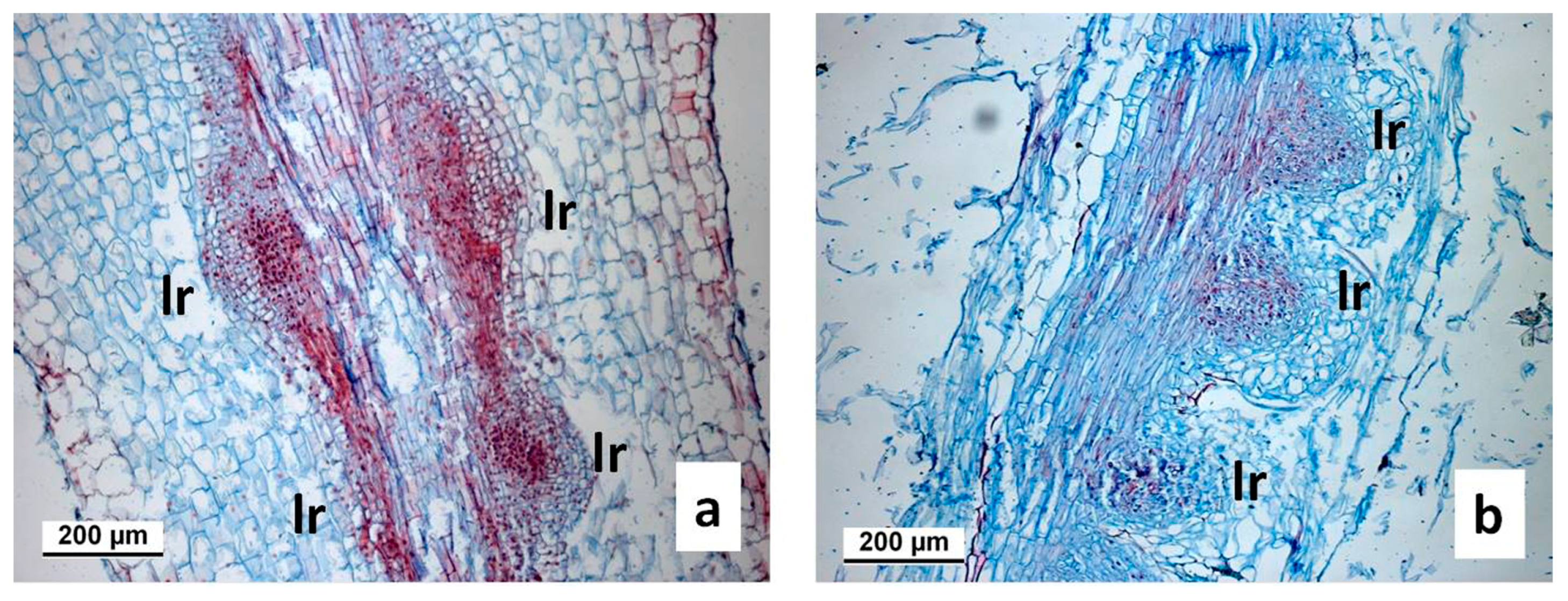 Agronomy 13 01857 g007