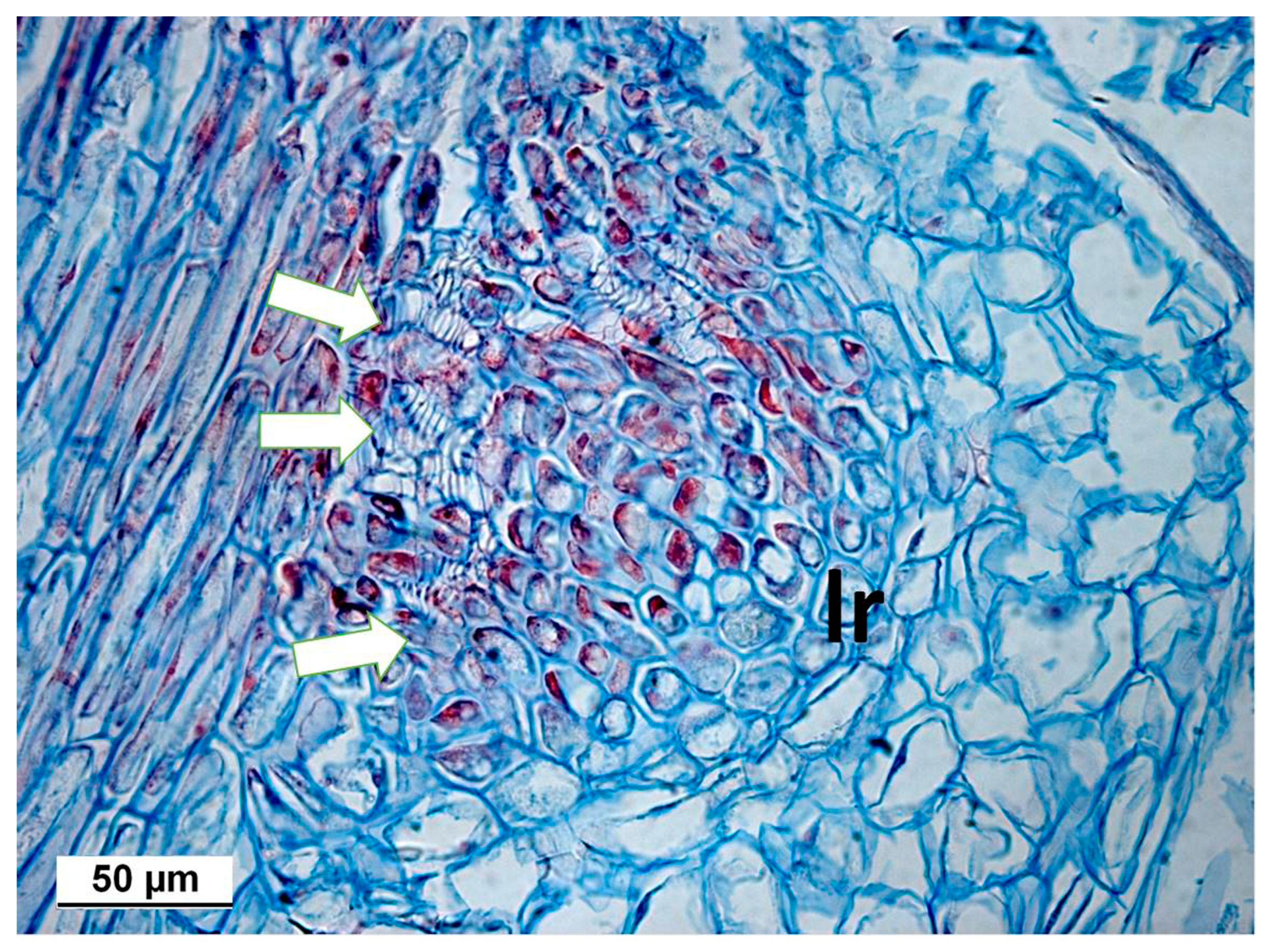Agronomy 13 01857 g008