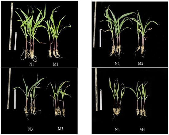Agronomy 13 01874 g0a1