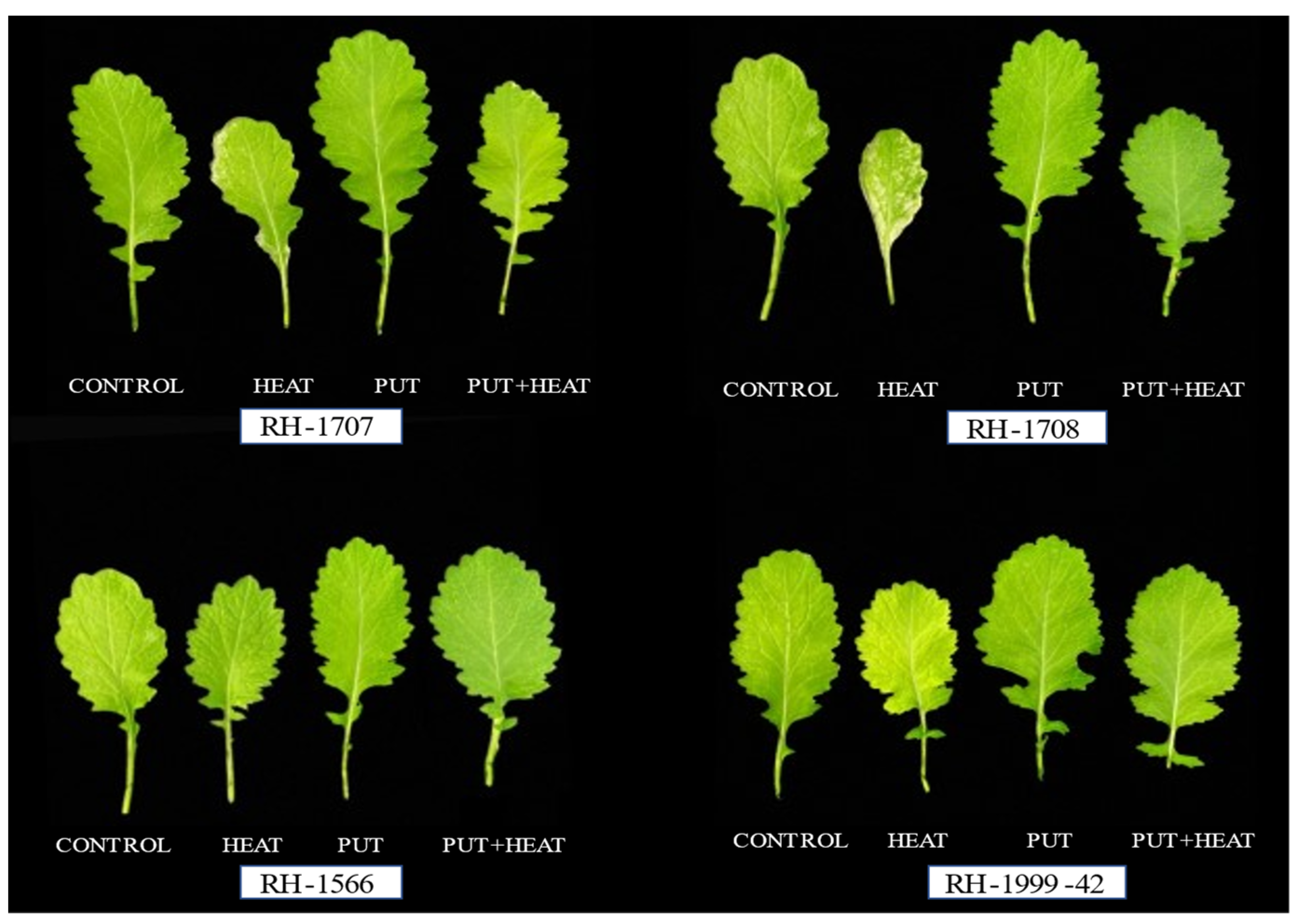 Agronomy 13 01879 g005