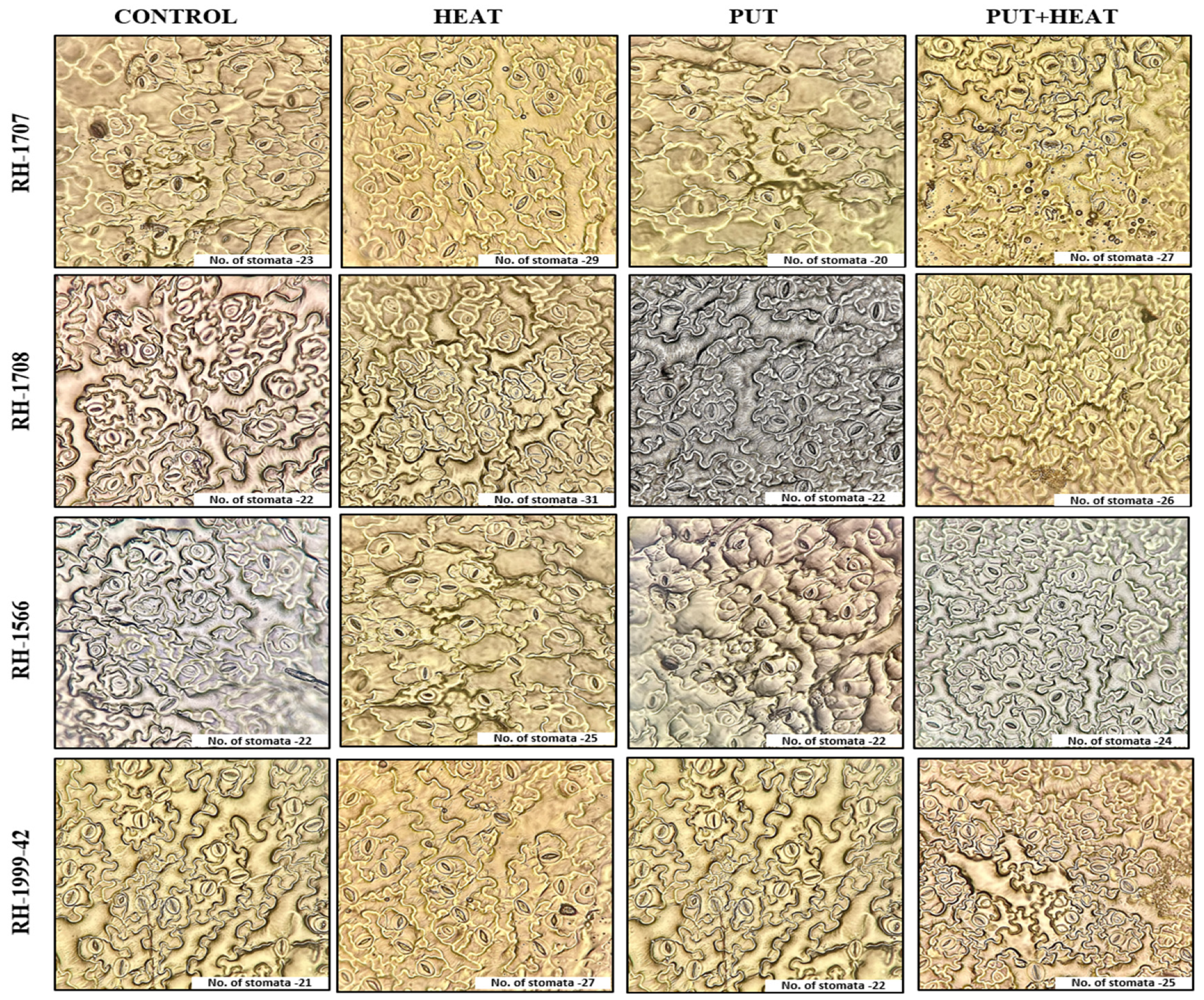 Agronomy 13 01879 g015