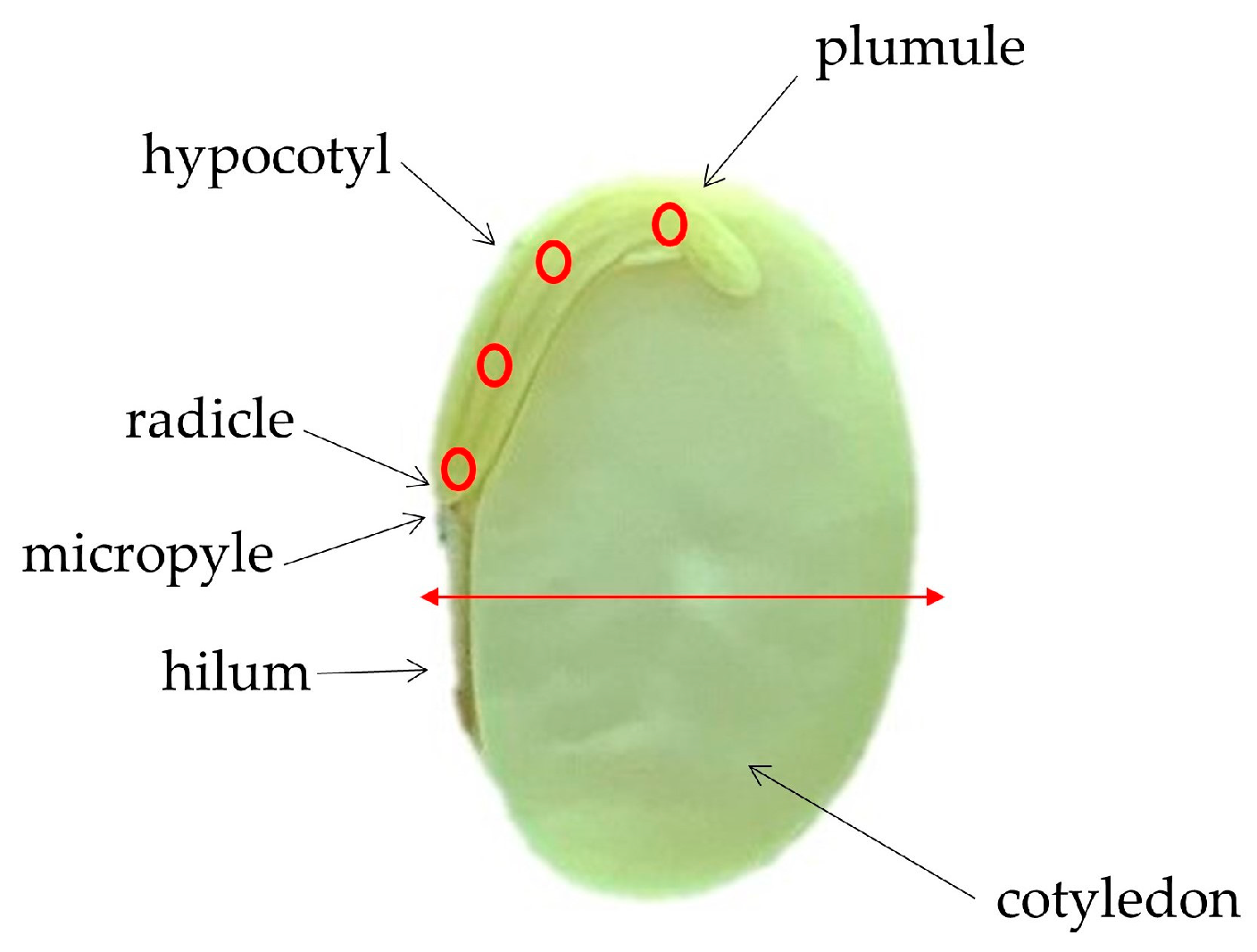 Agronomy 13 01945 g001 Agronomy 13 01945 g001