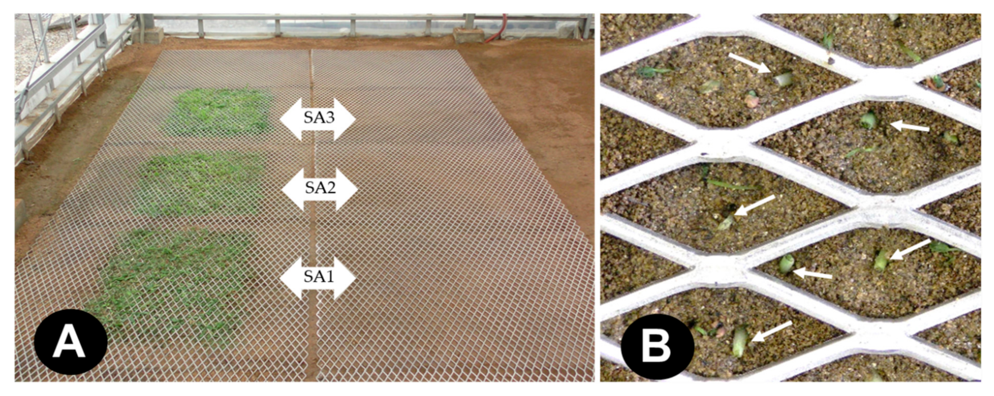 Agronomy 13 01954 g007 Agronomy 13 01954 g007