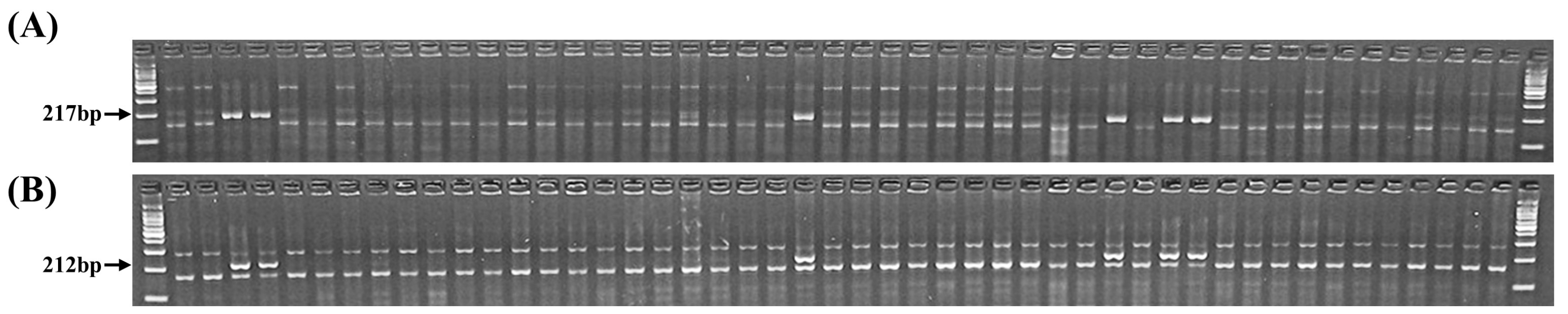 Agronomy 13 01977 g002