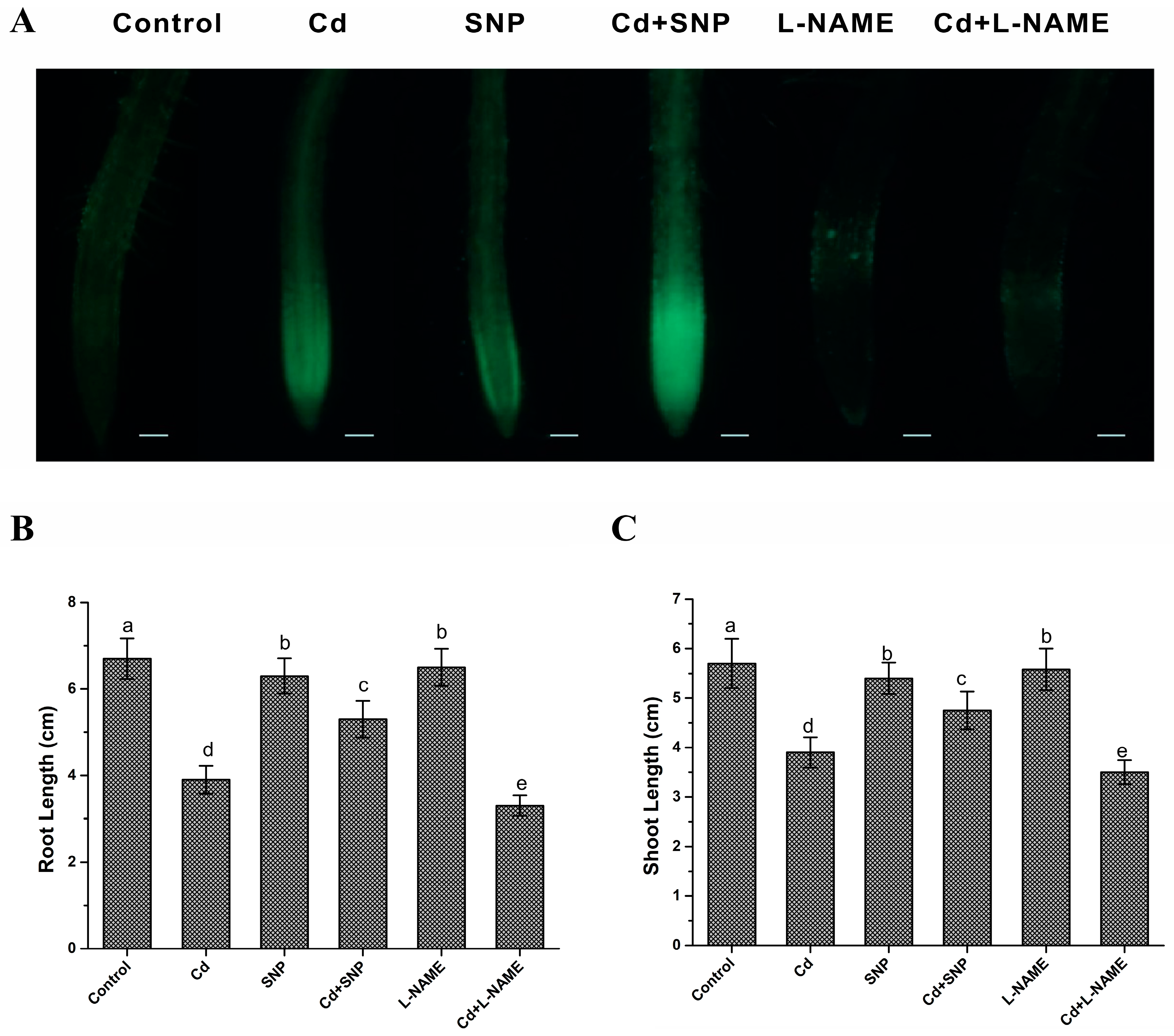 Agronomy 13 01978 g002 Agronomy 13 01978 g002