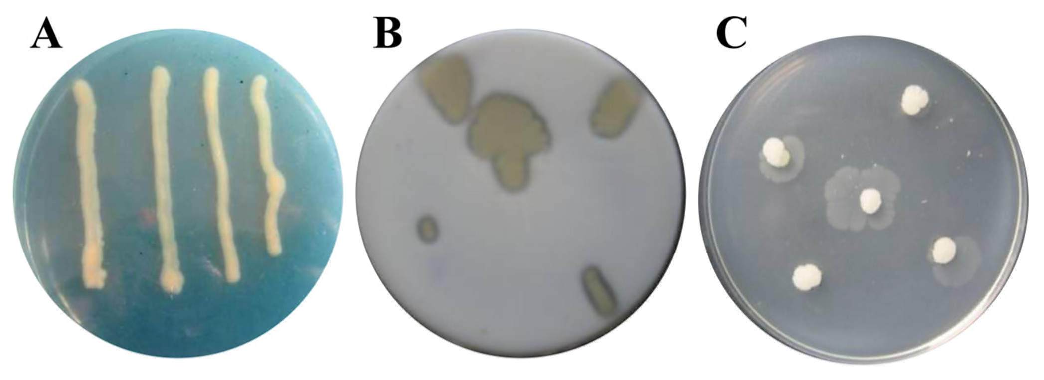 Agronomy 13 01986 g002 Agronomy 13 01986 g002