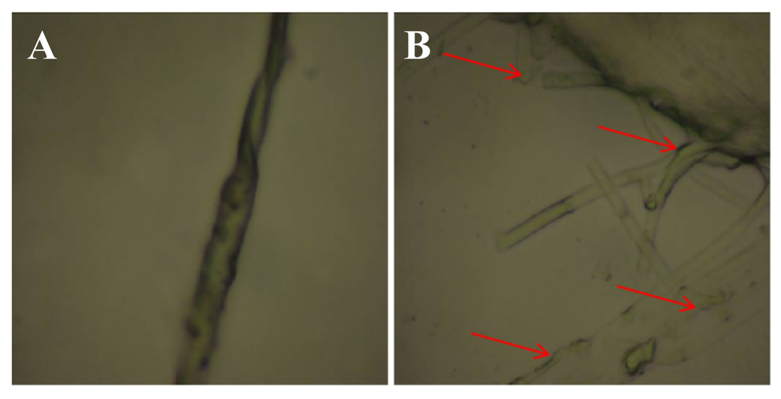 Agronomy 13 01986 g006 Agronomy 13 01986 g006