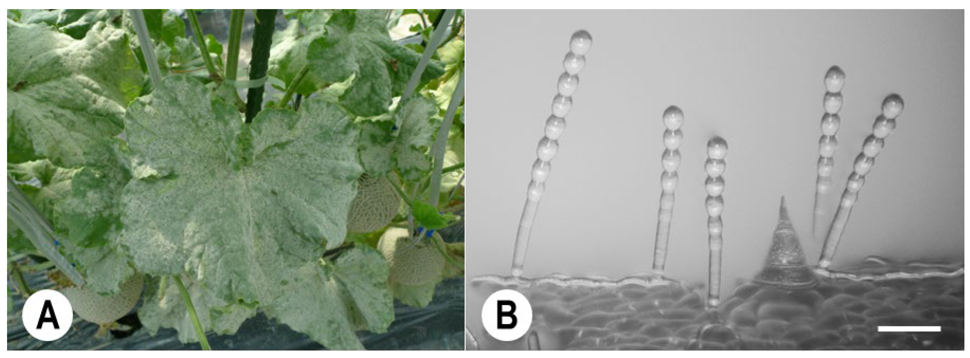 Agronomy 13 01991 g001