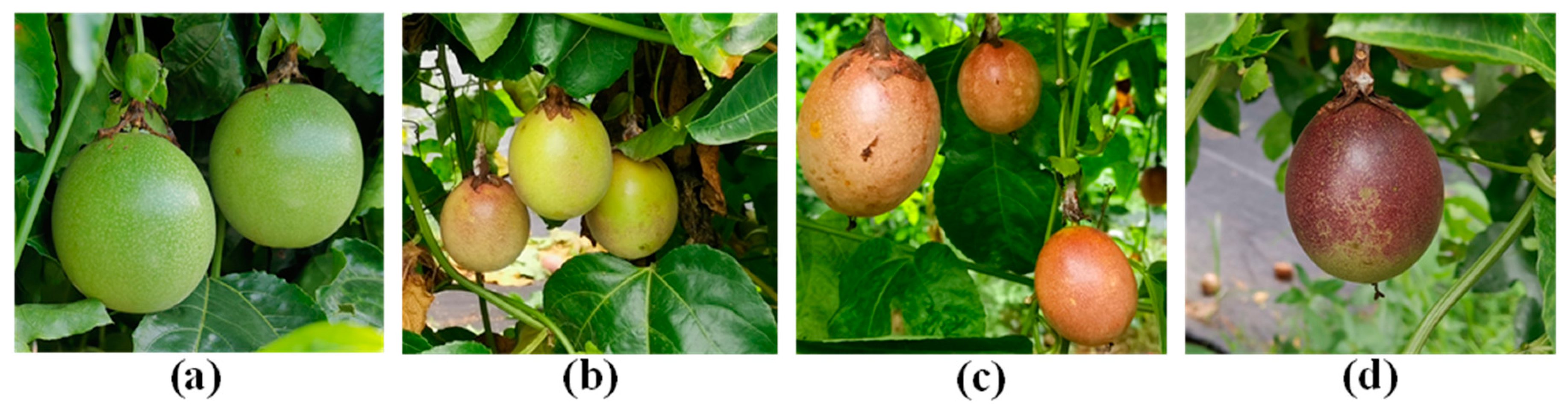 Agronomy 13 01993 g002 Agronomy 13 01993 g002