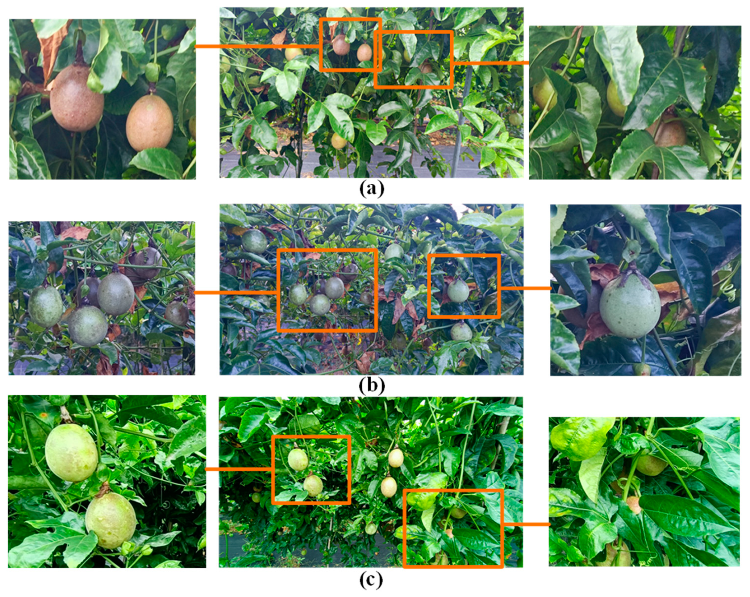Agronomy 13 01993 g003 Agronomy 13 01993 g003