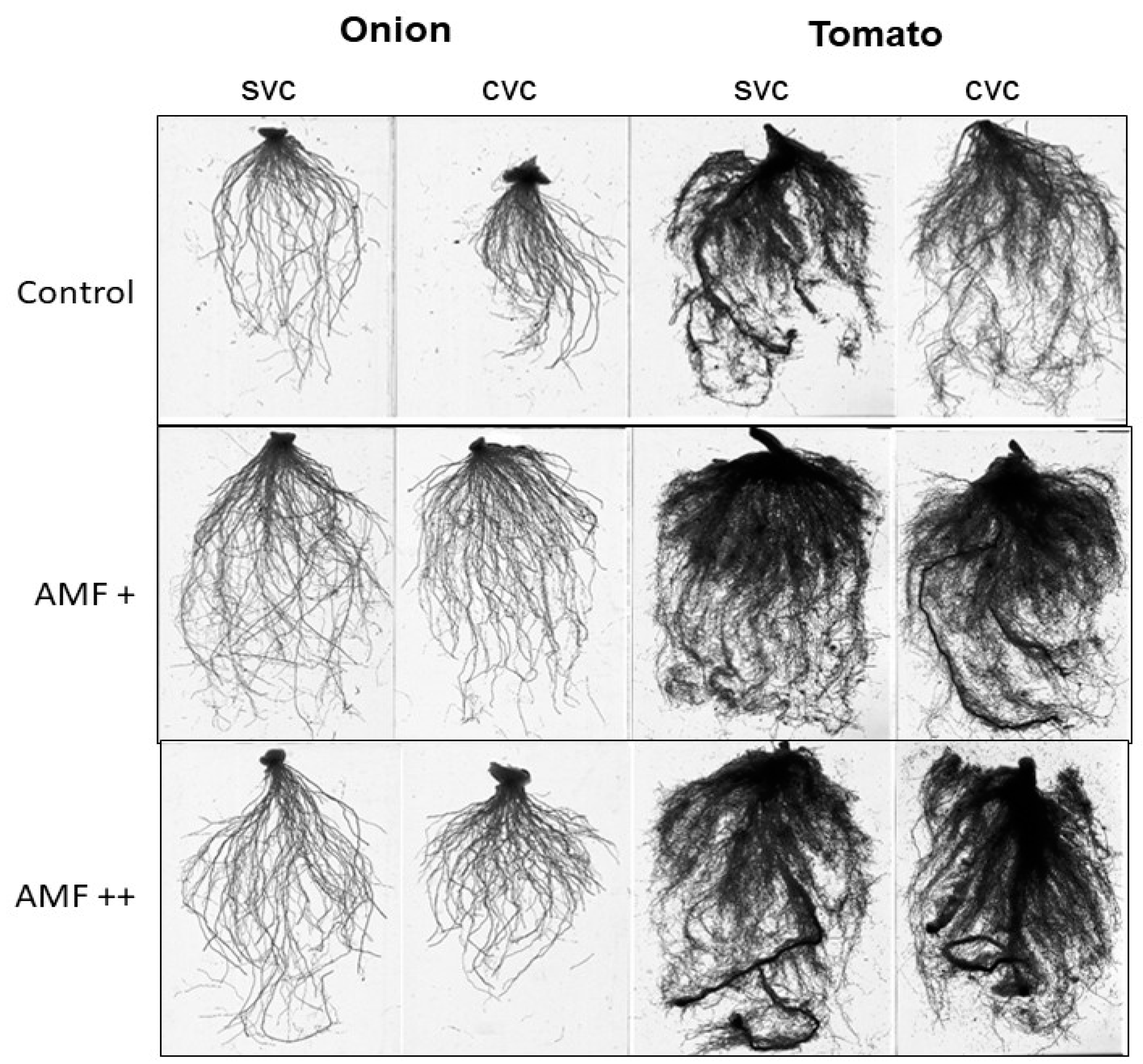 Agronomy 13 02003 g001