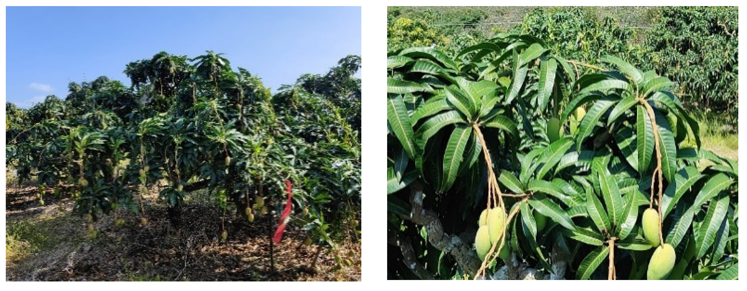 Agronomy 13 02007 g009