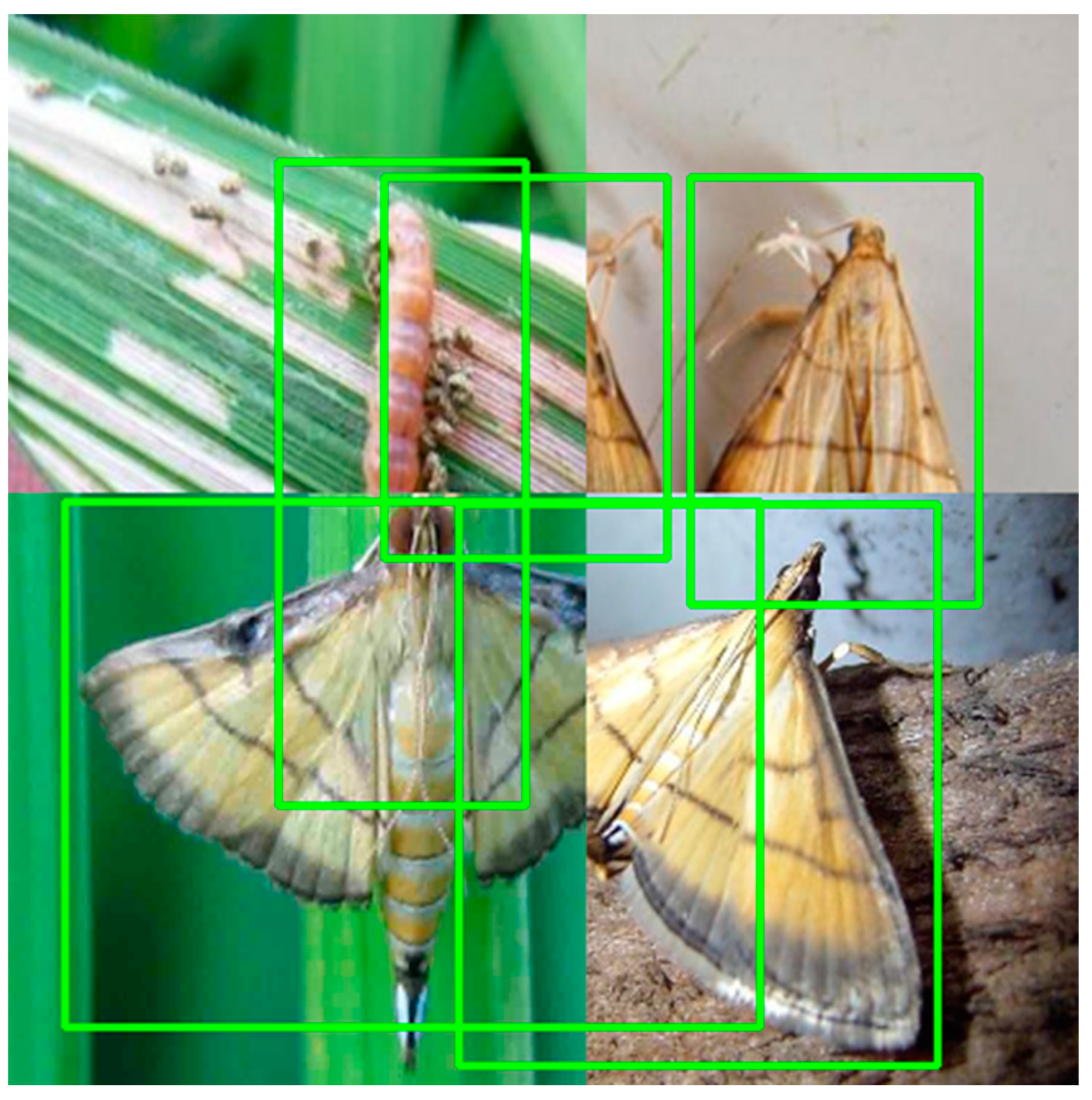 Agronomy 13 02012 g001