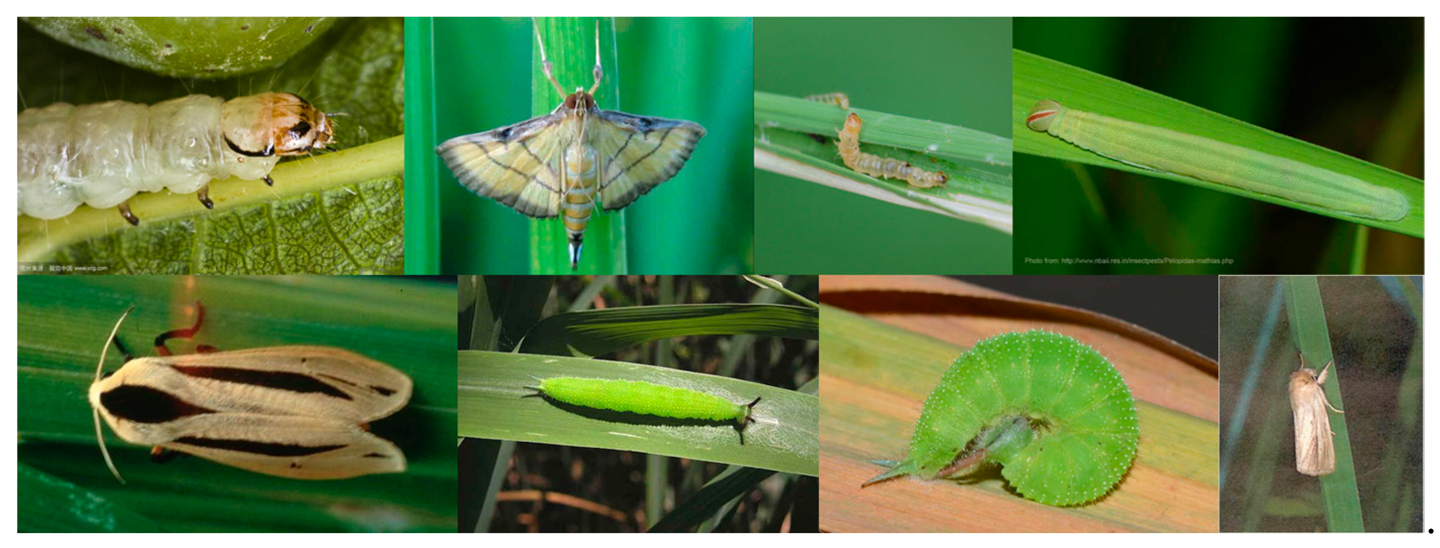 Agronomy 13 02012 g003