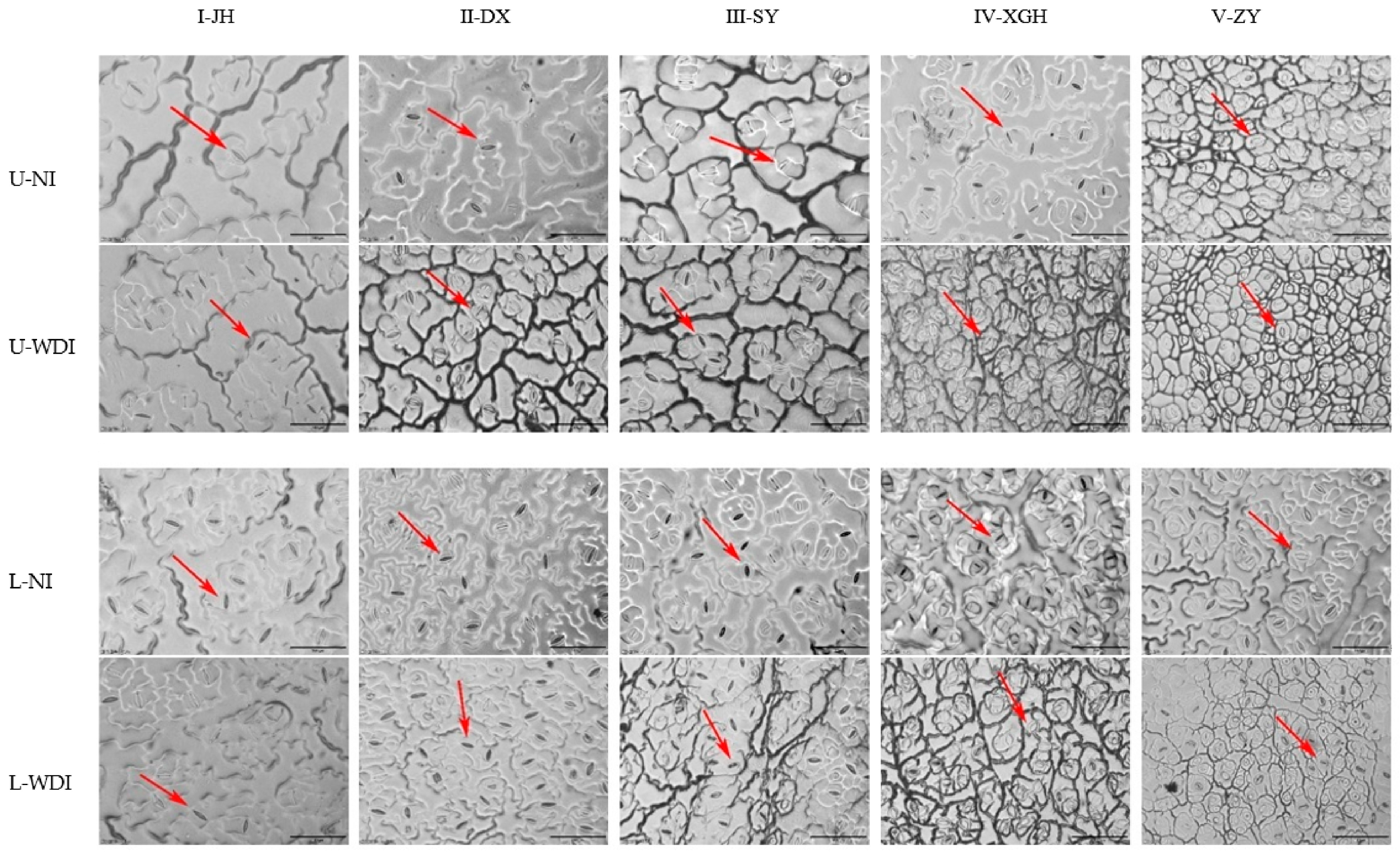 Agronomy 13 02087 g003