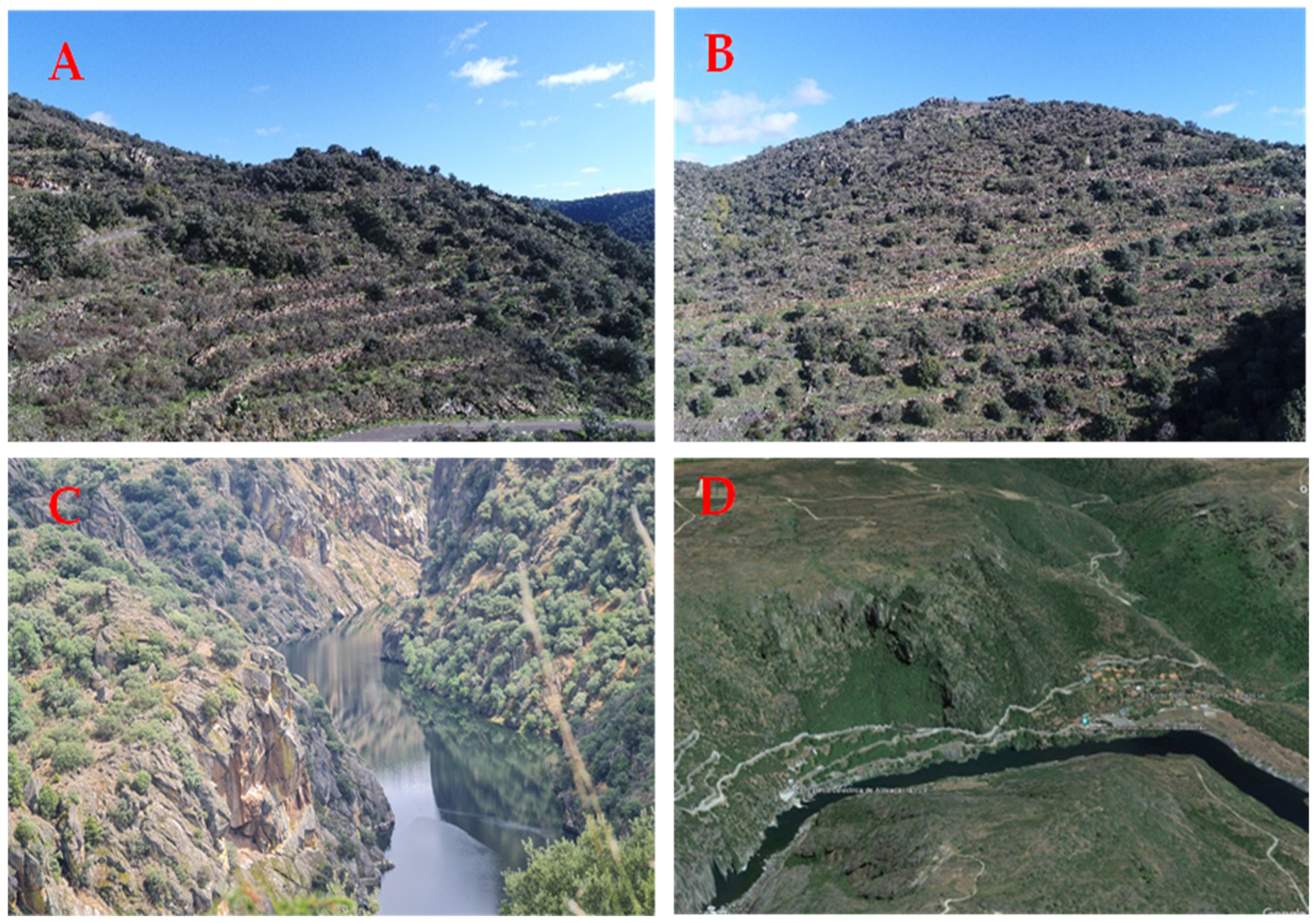 Agronomy 13 02102 g007