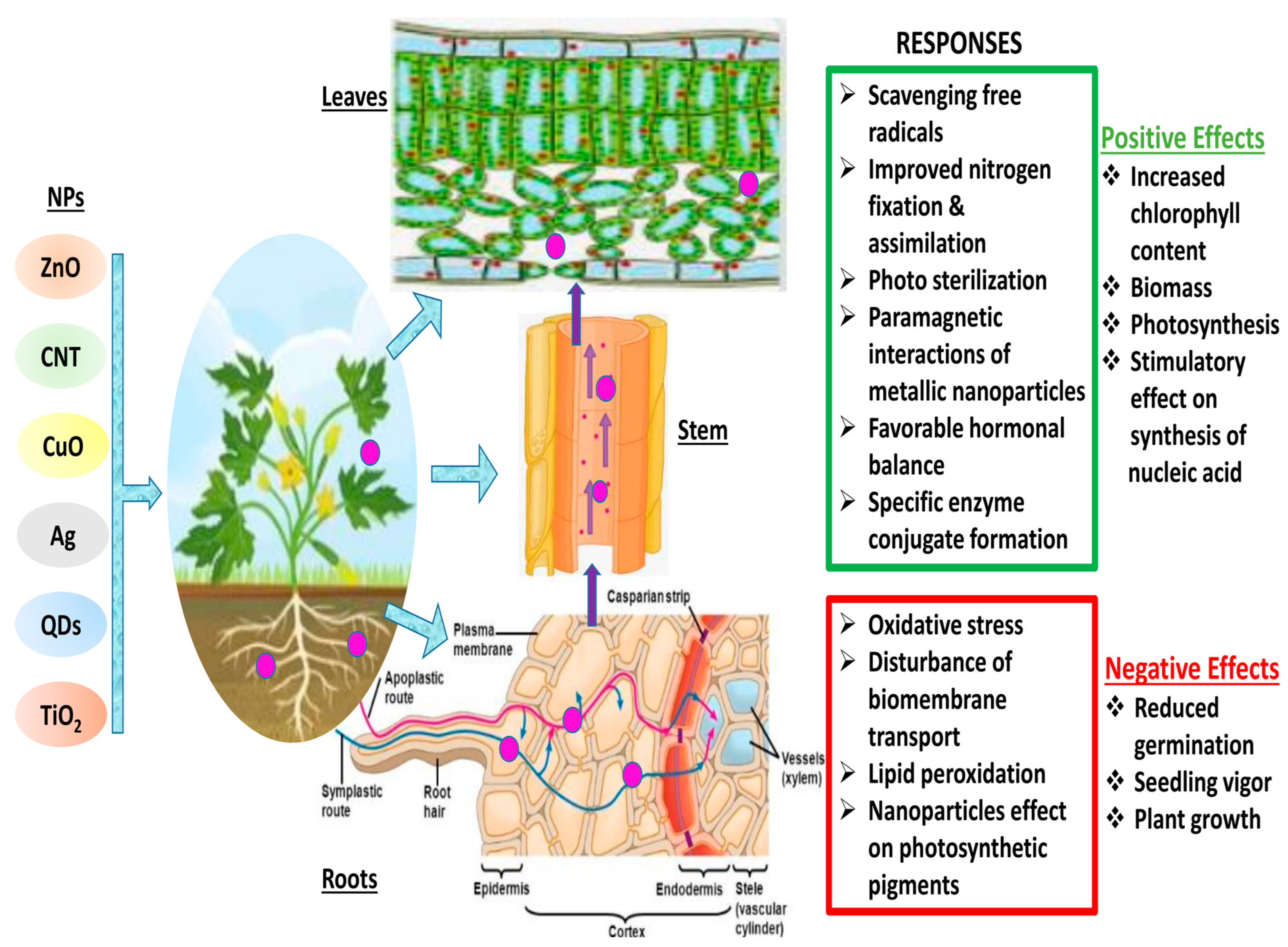 Agronomy 13 02112 g001 Agronomy 13 02112 g001