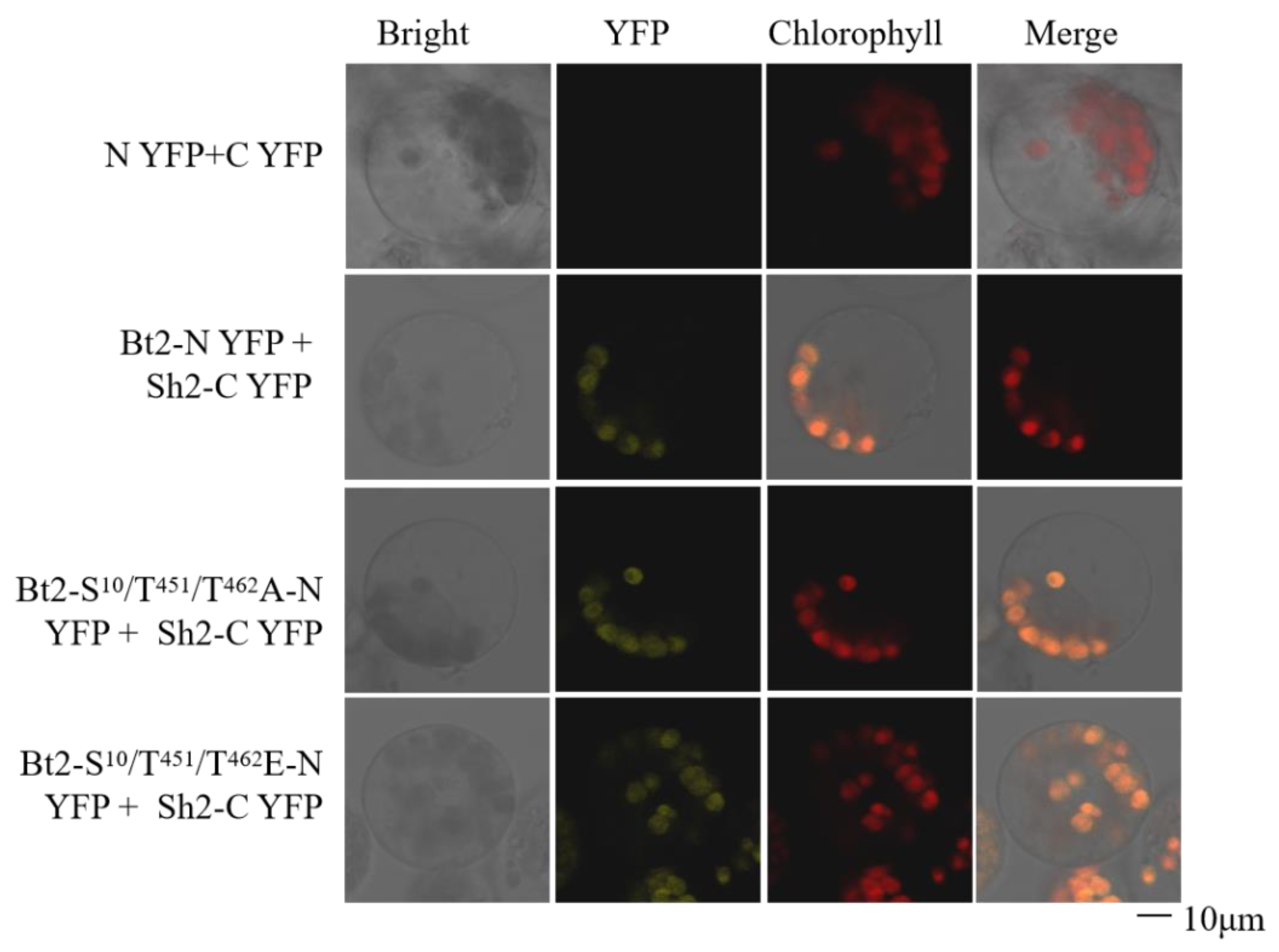 Agronomy 13 02119 g004