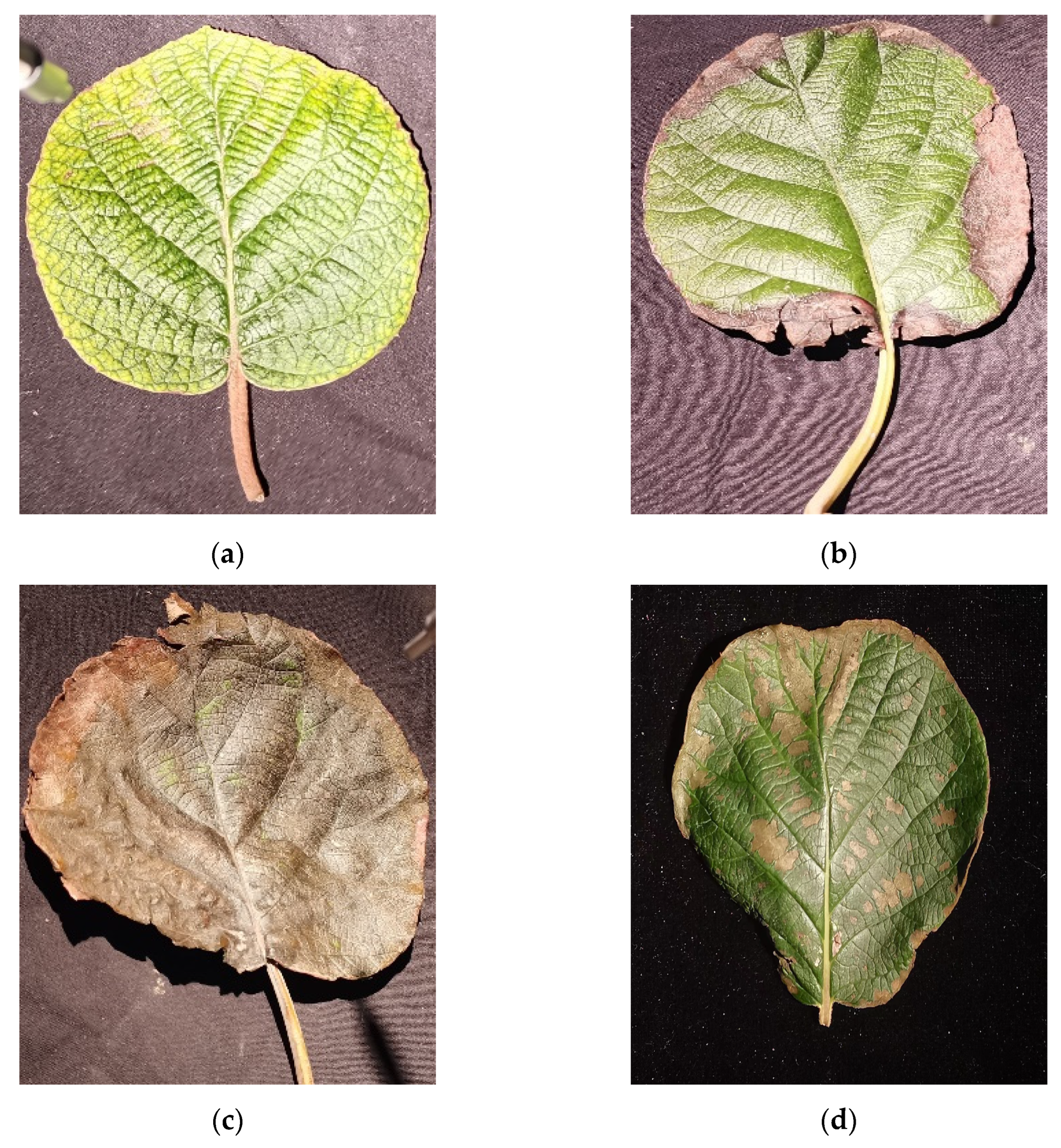 Agronomy 13 02137 g002