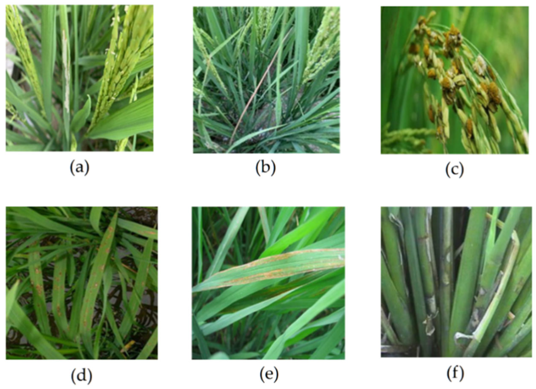 Agronomy 13 02139 g001 Agronomy 13 02139 g001