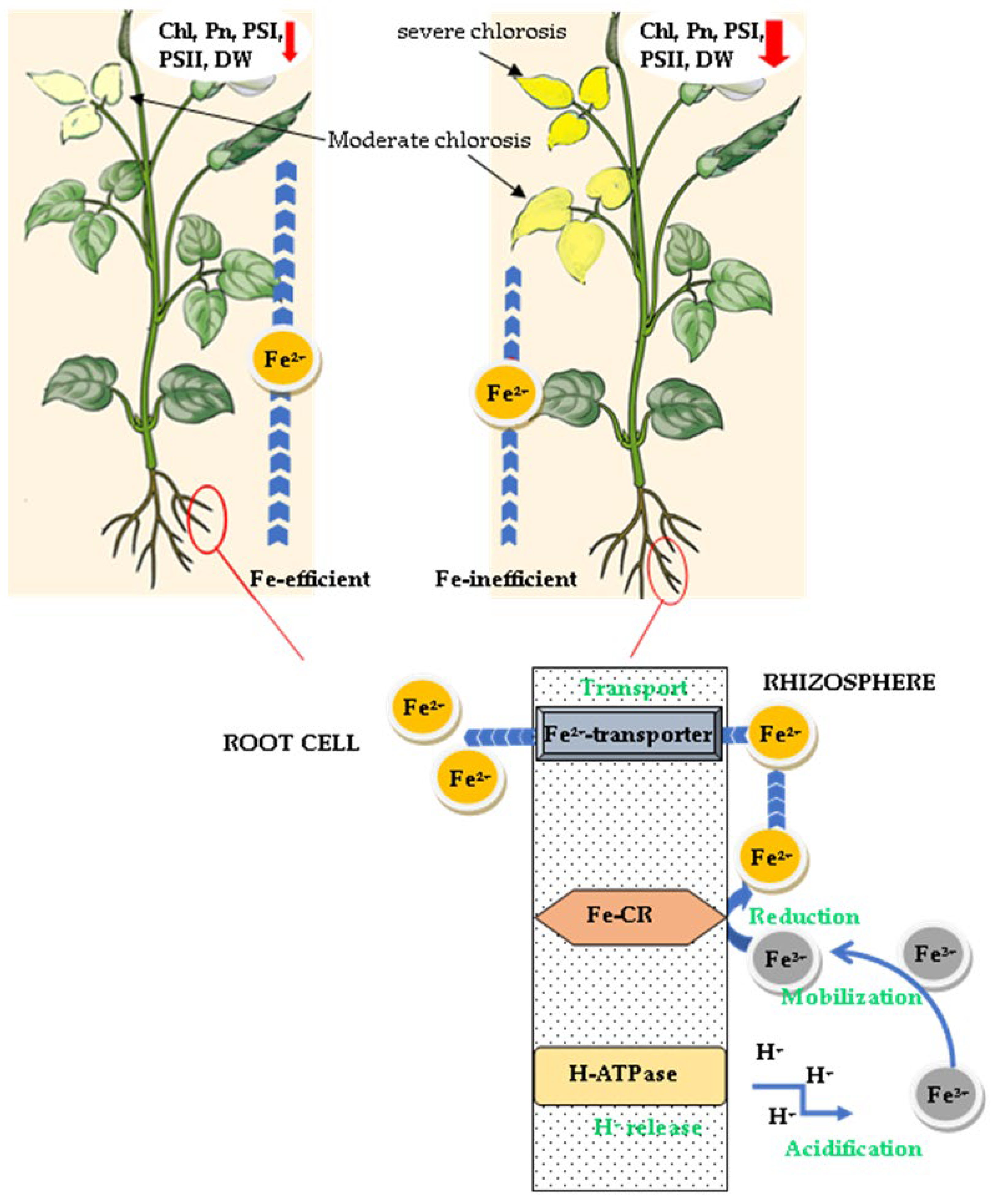 Agronomy 13 02148 g010