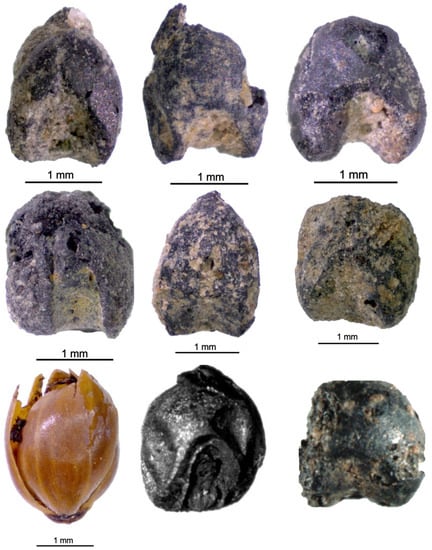 Agronomy 13 02171 g002