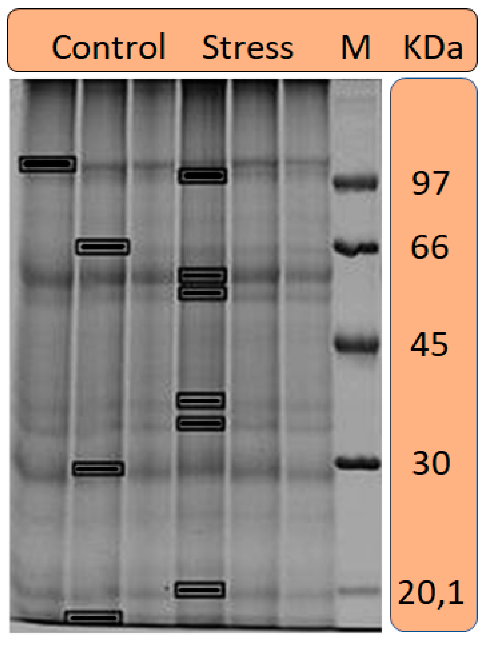 Agronomy 13 02186 g002