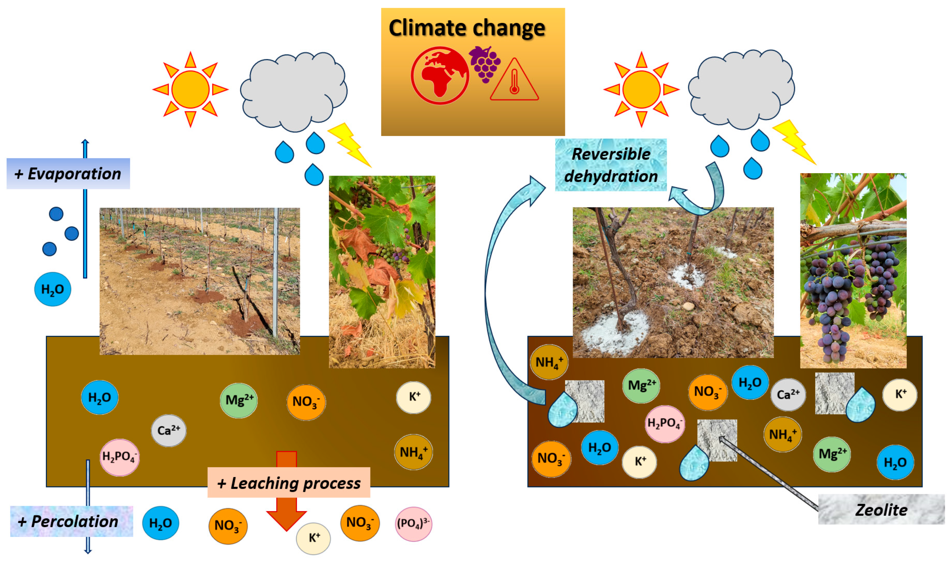 Agronomy 13 02192 g005