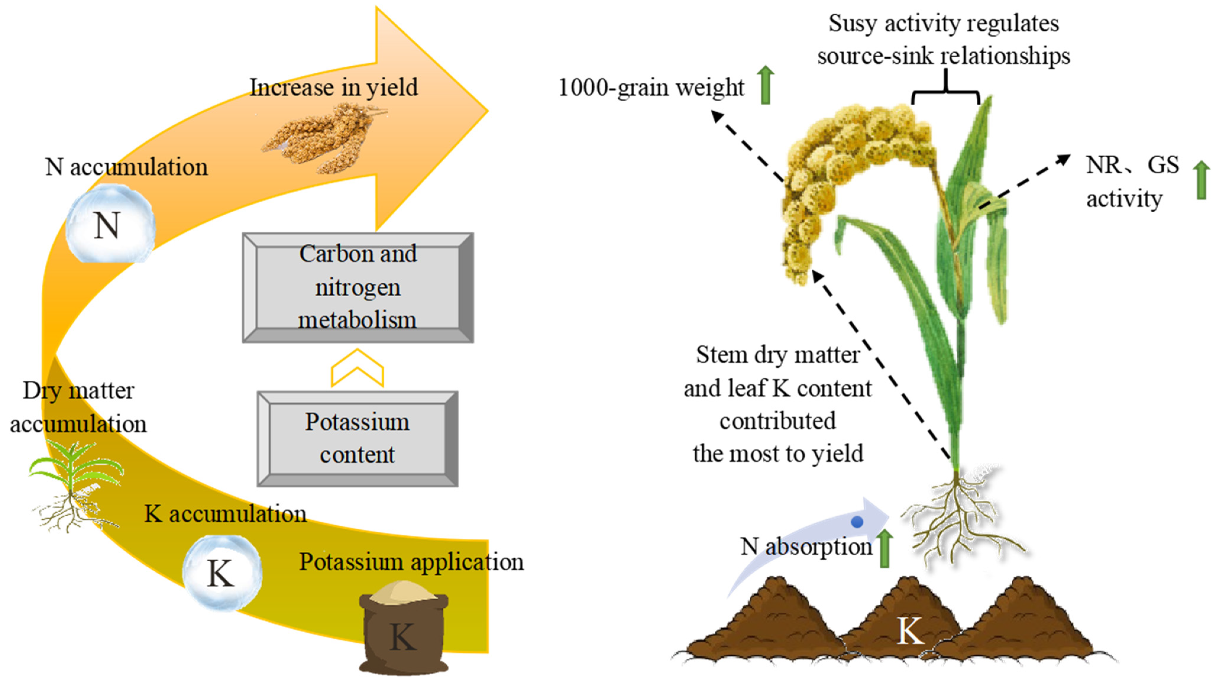 Agronomy 13 02200 g010 Agronomy 13 02200 g010