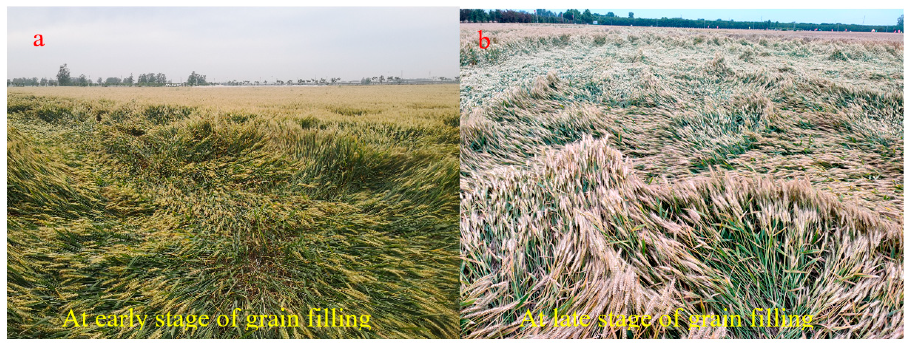 Agronomy 13 02208 g001 Agronomy 13 02208 g001