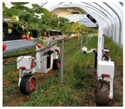 Agronomy 13 02237 i015