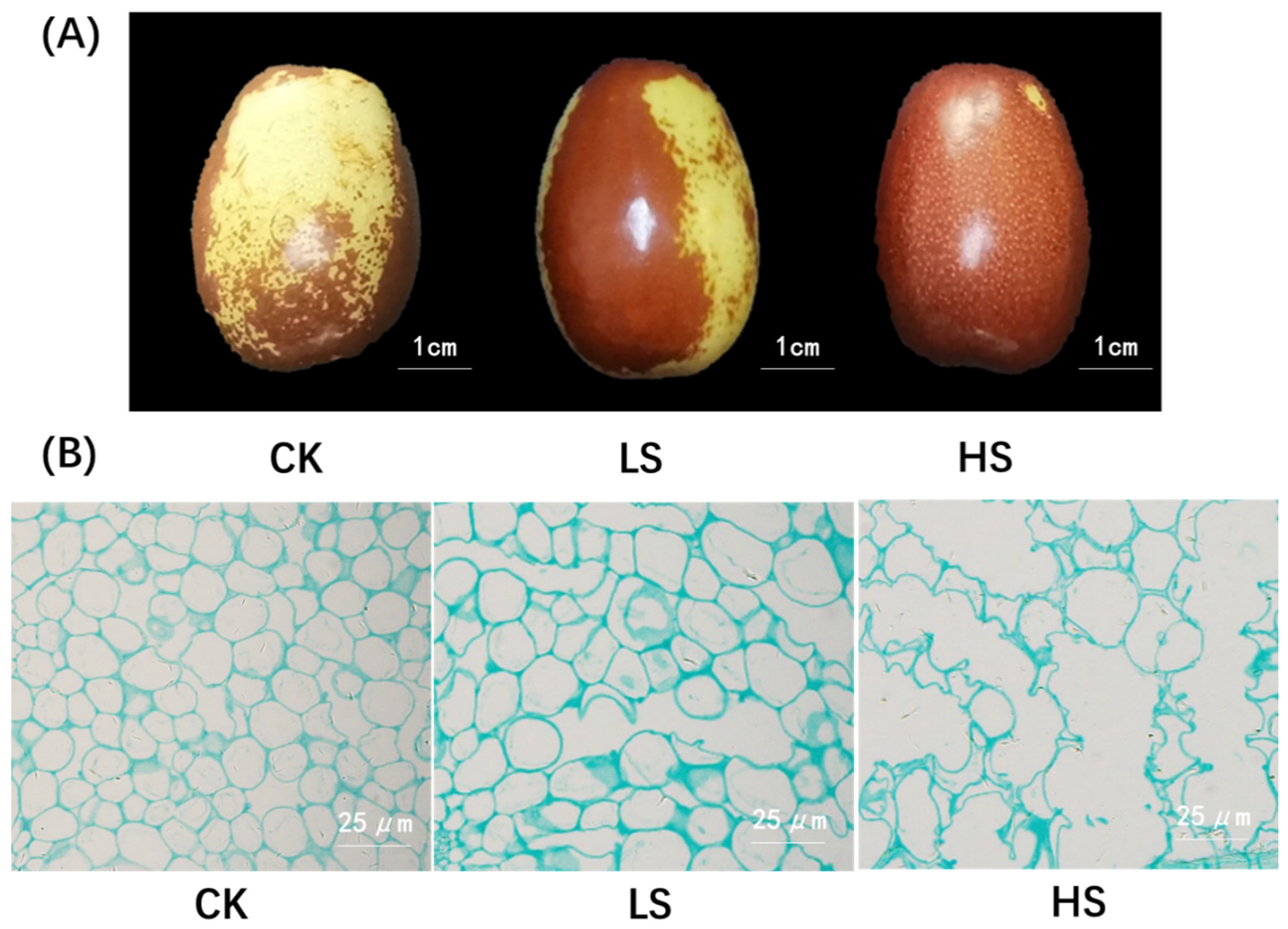 Agronomy 13 02239 g001