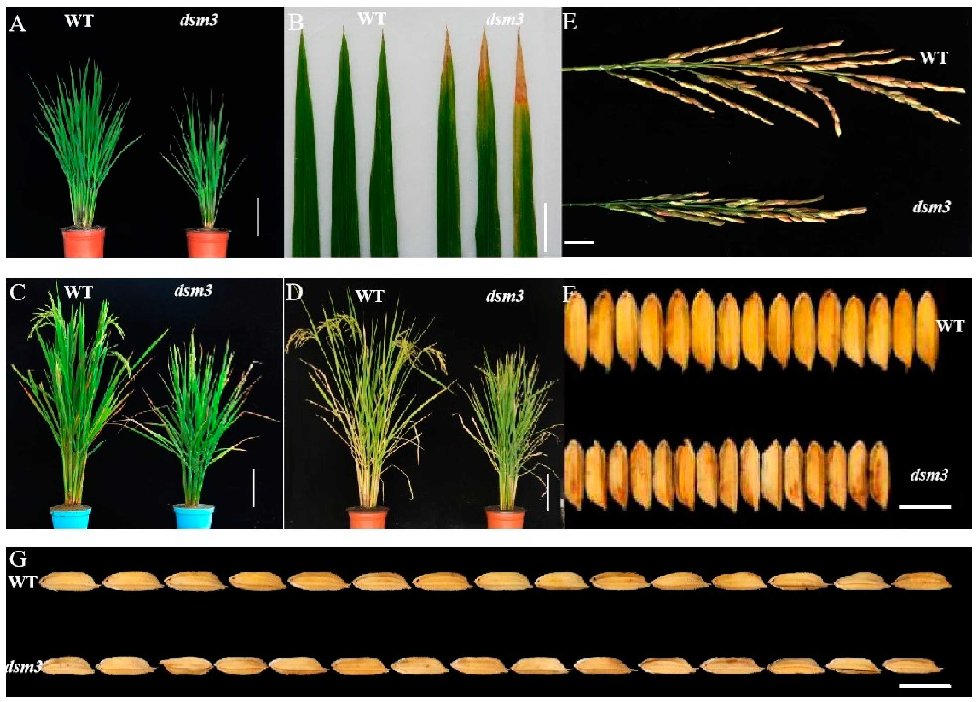 Agronomy 13 02241 g001 Agronomy 13 02241 g001