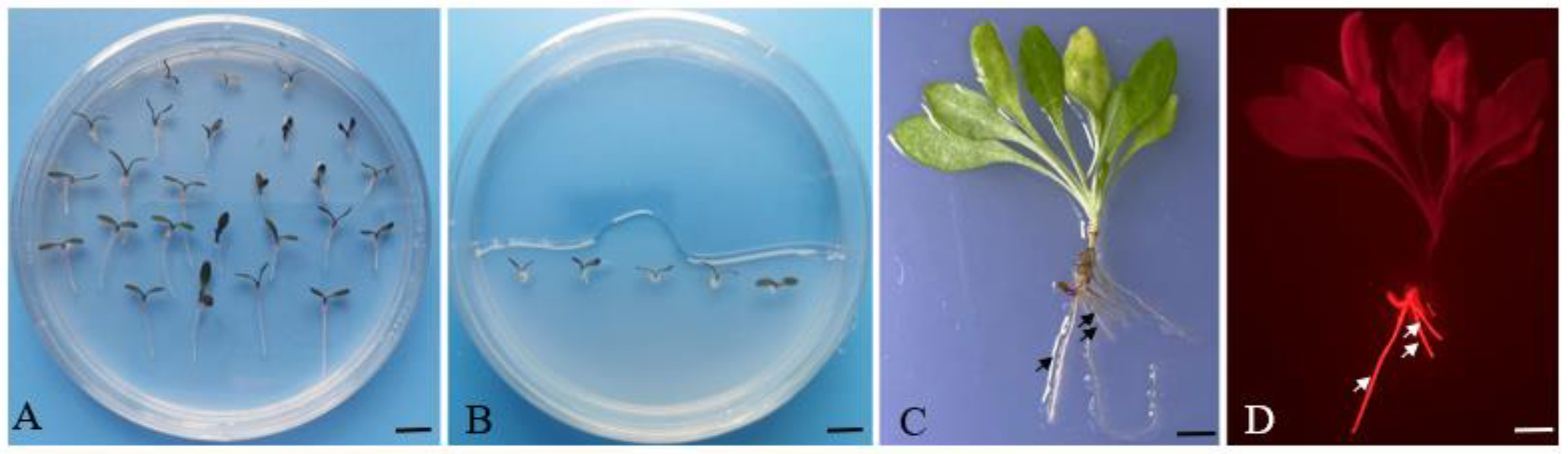 Agronomy 13 02244 g003