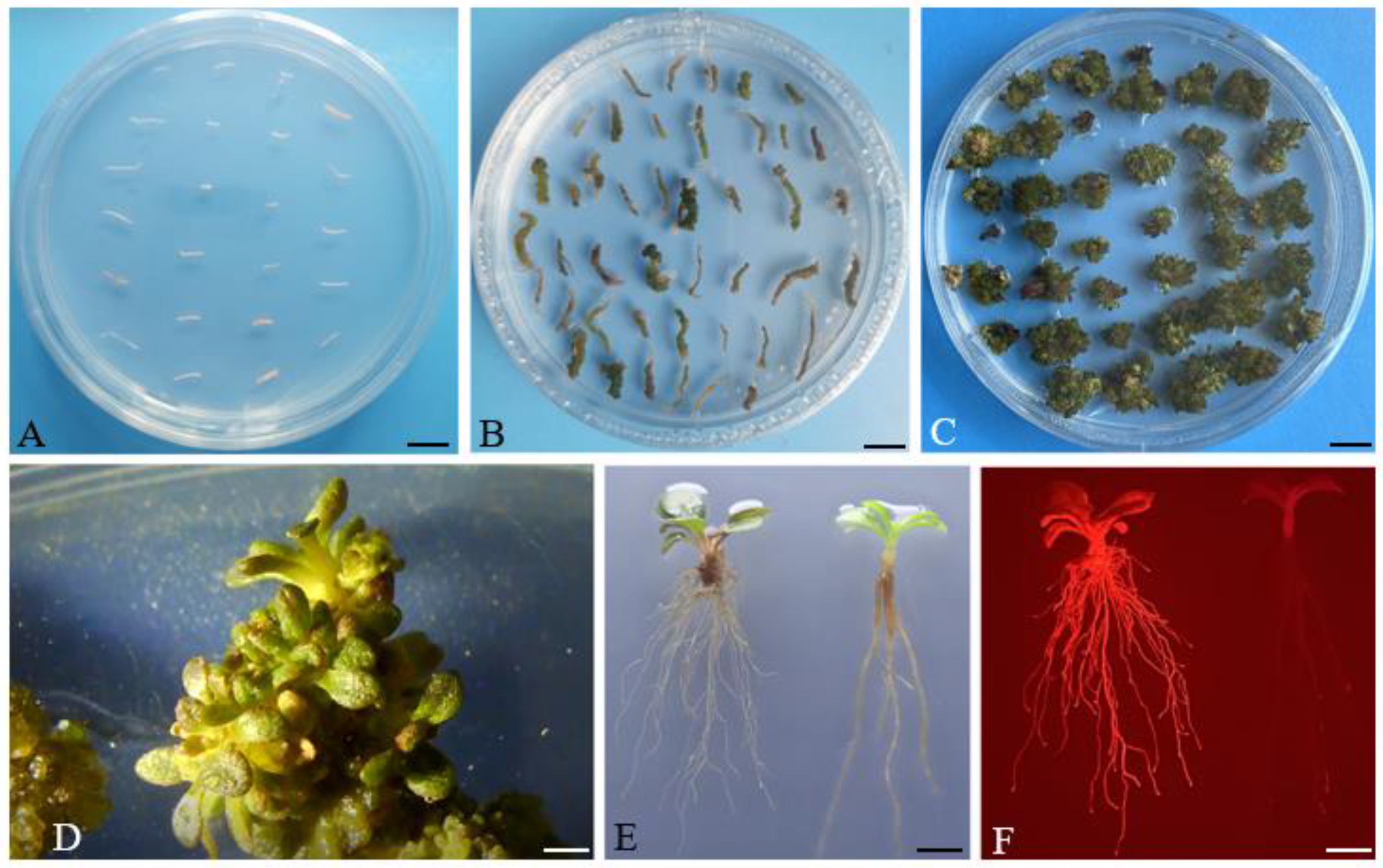 Agronomy 13 02244 g004