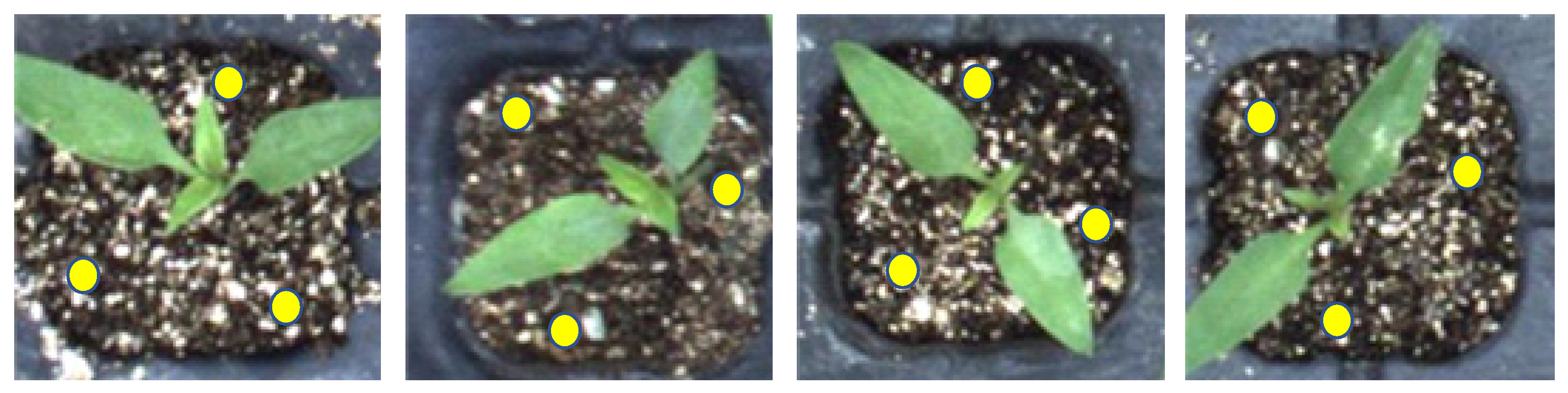 Agronomy 13 02253 g004