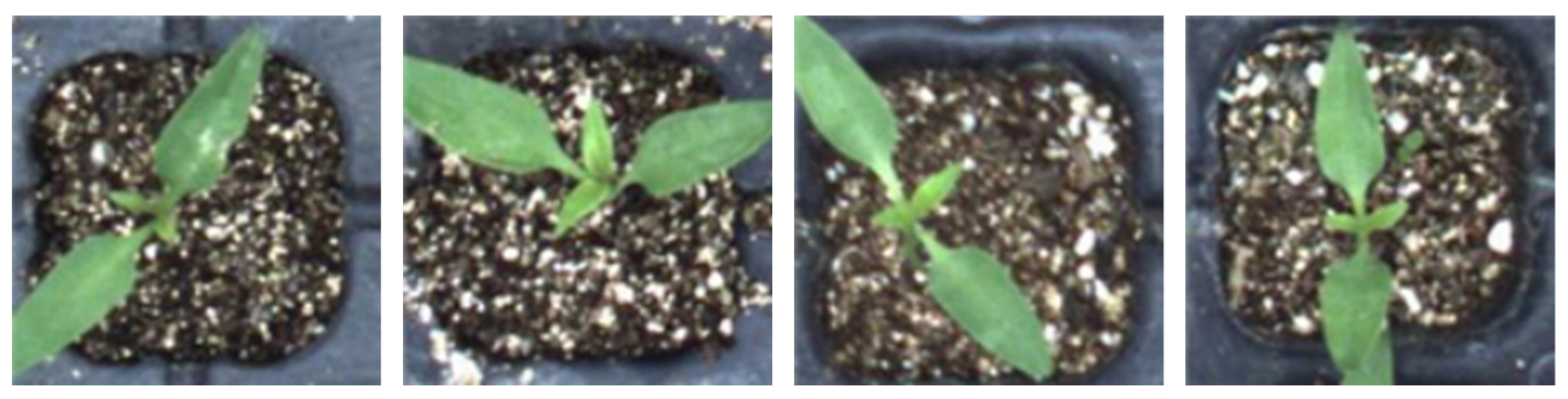 Agronomy 13 02253 g005