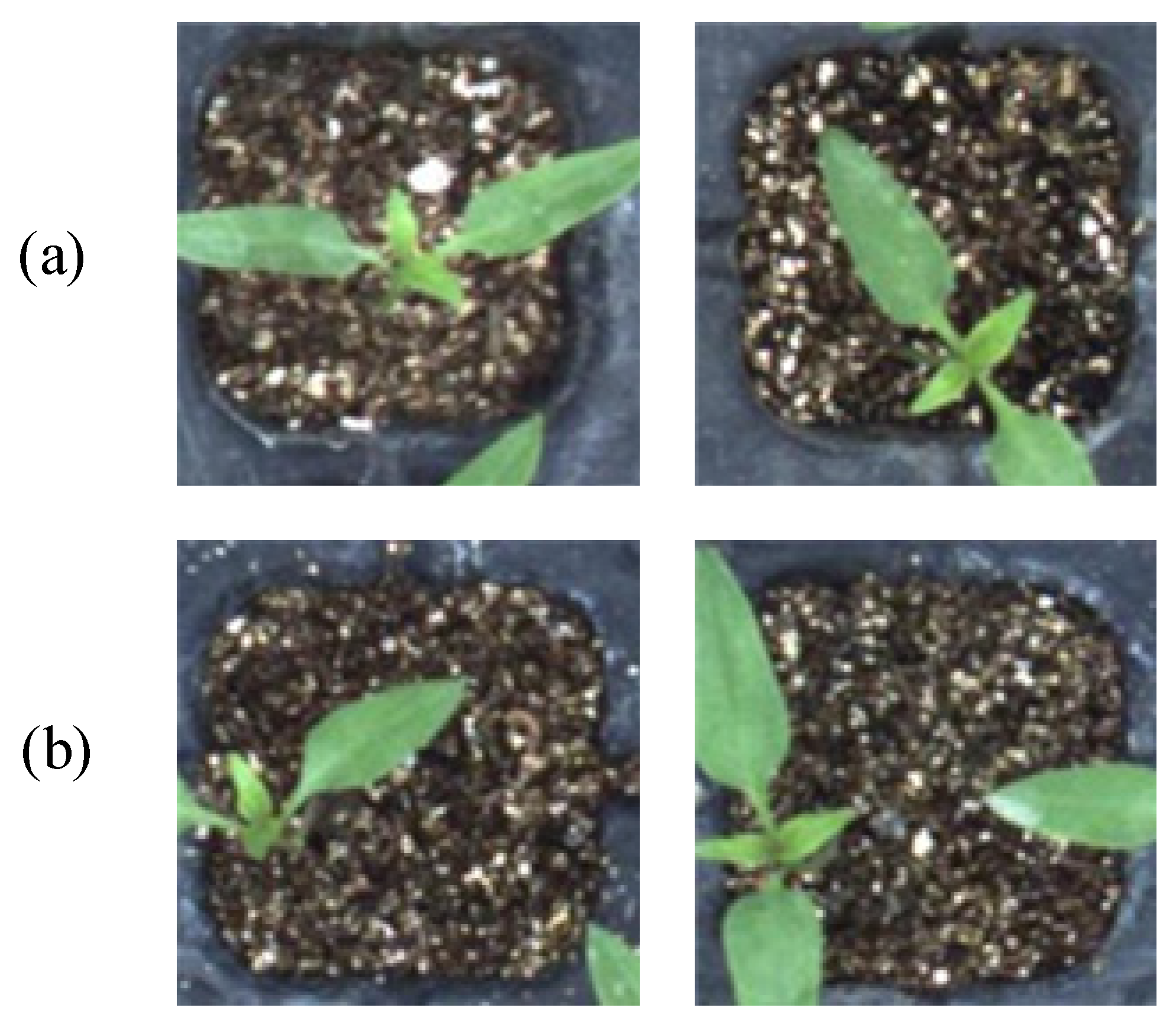 Agronomy 13 02253 g017