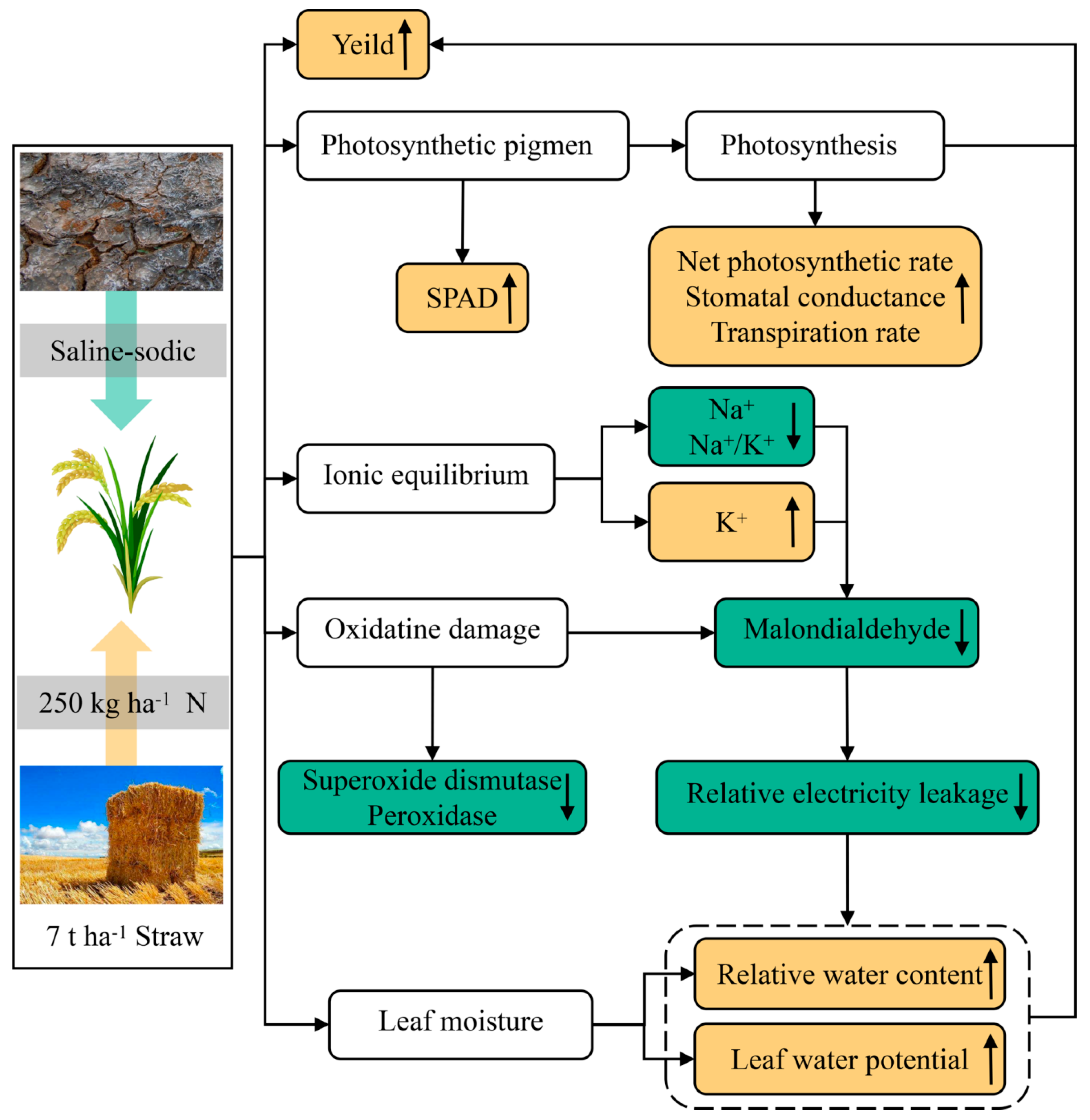 Agronomy 13 02274 g011 Agronomy 13 02274 g011