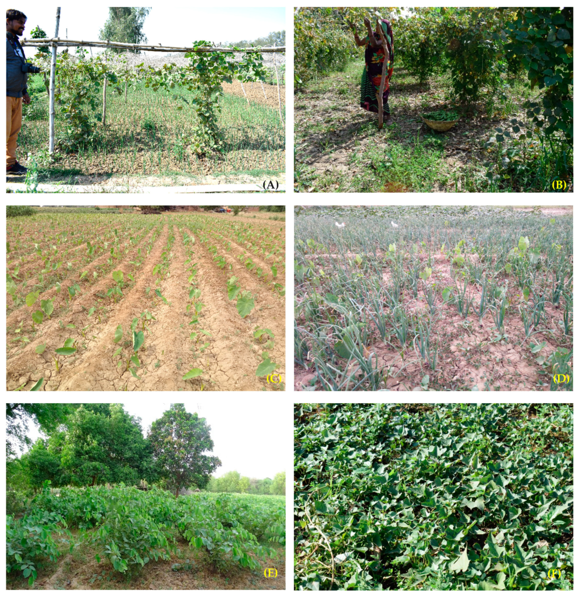 Agronomy 13 02318 g005